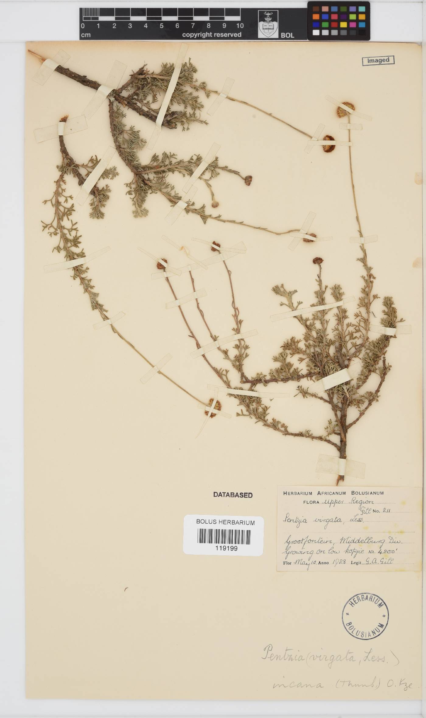 Pentzia incana image