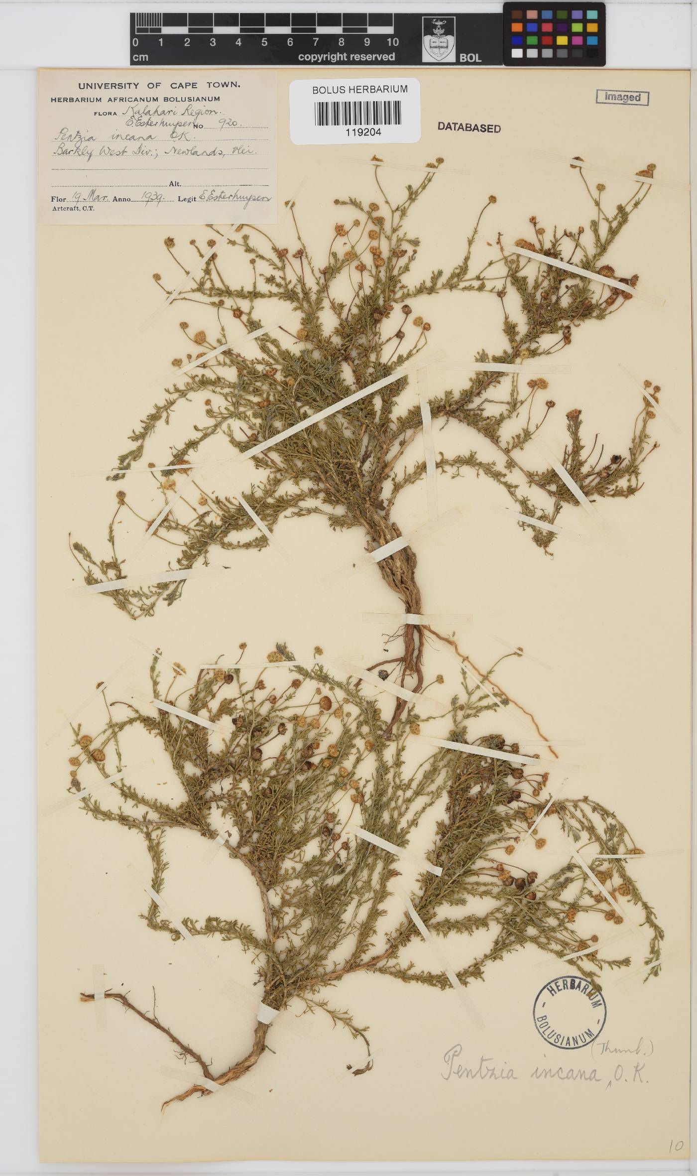 Pentzia incana image