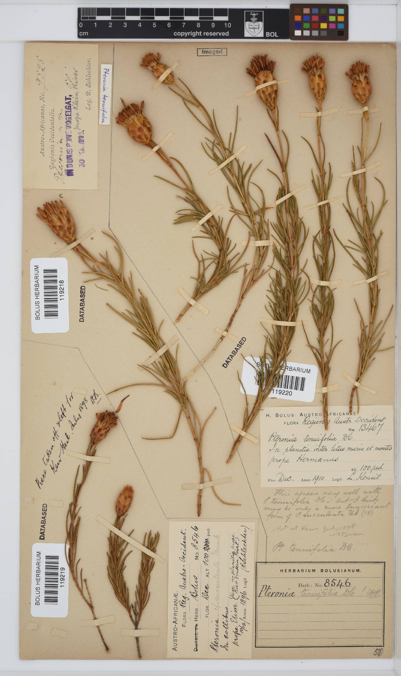 Pteronia tenuifolia image