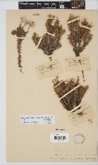 Image of Achyranthemum recurvatum