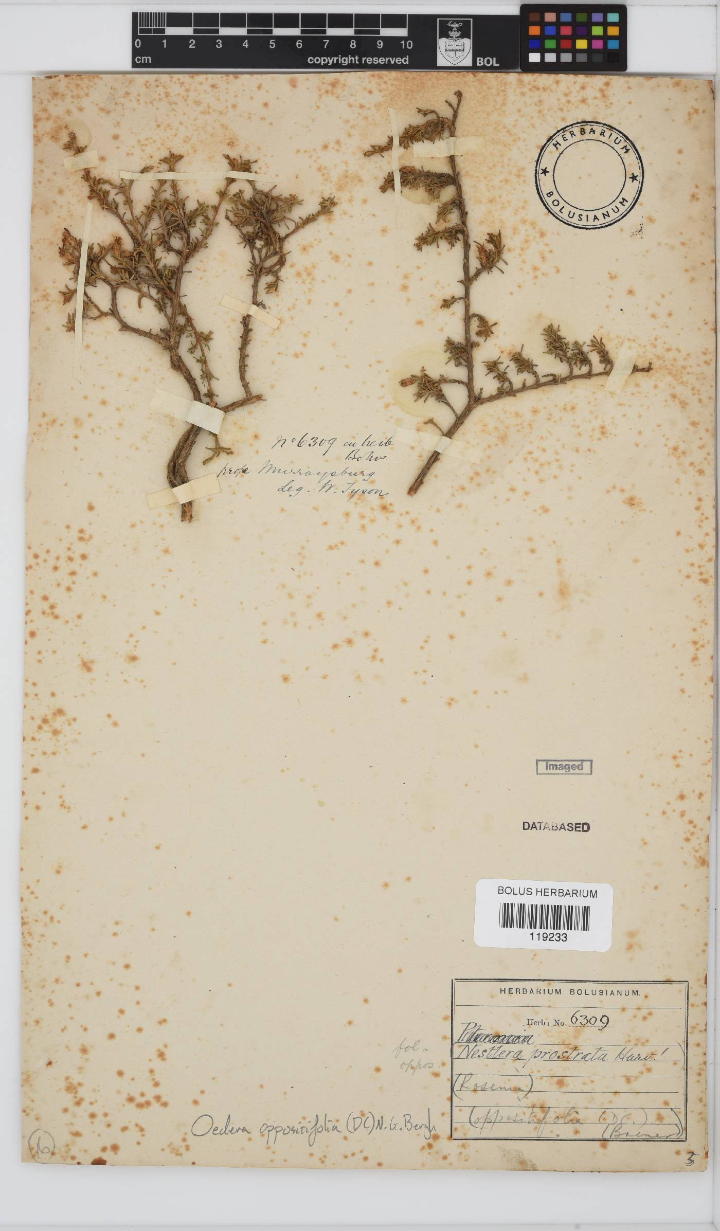 Oedera oppositifolia image
