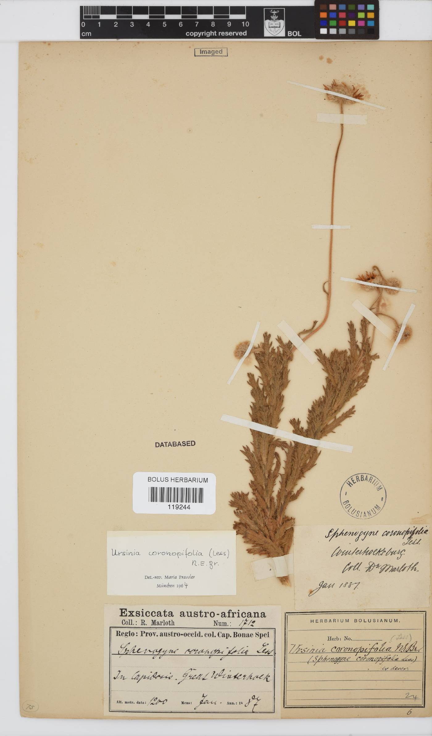 Ursinia coronopifolia image