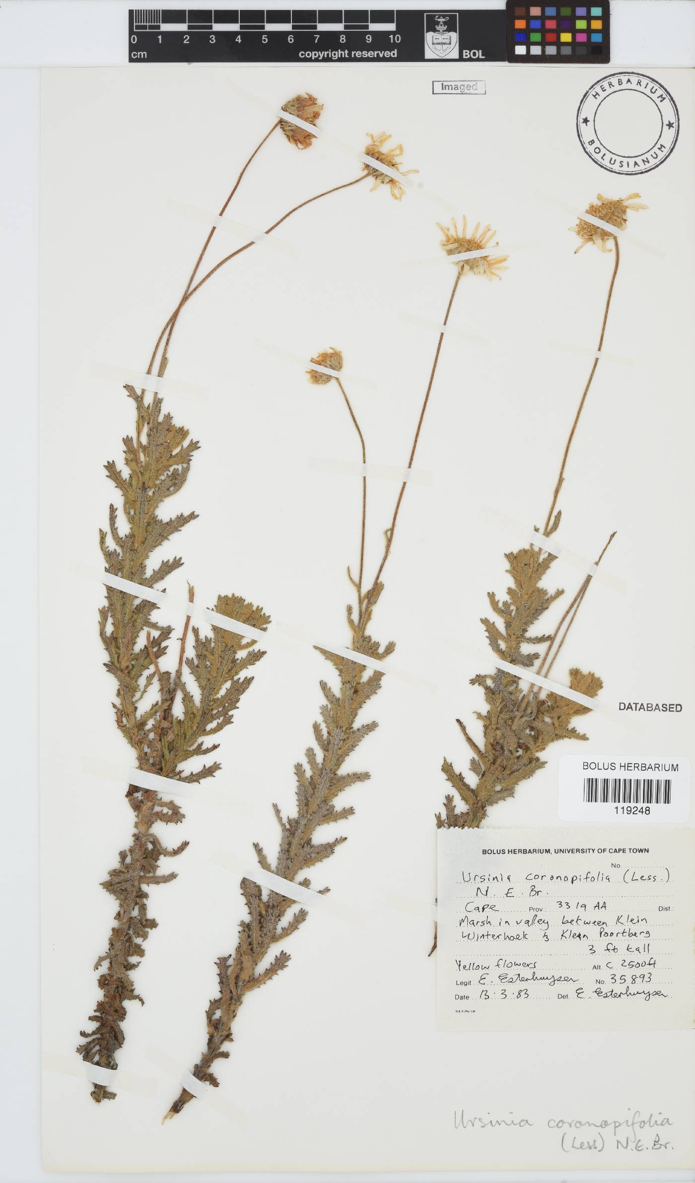 Ursinia coronopifolia image