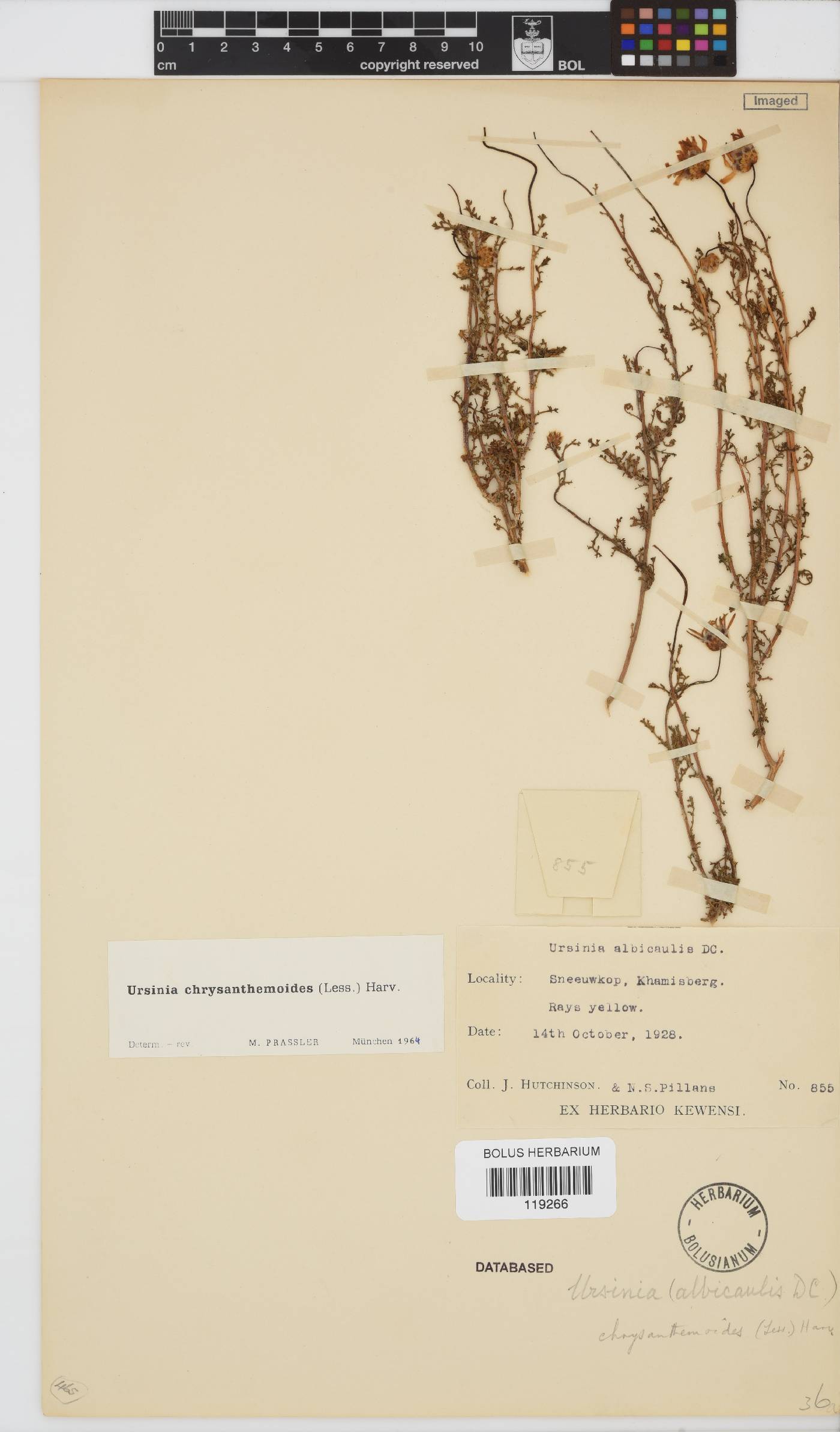 Ursinia chrysanthemoides image