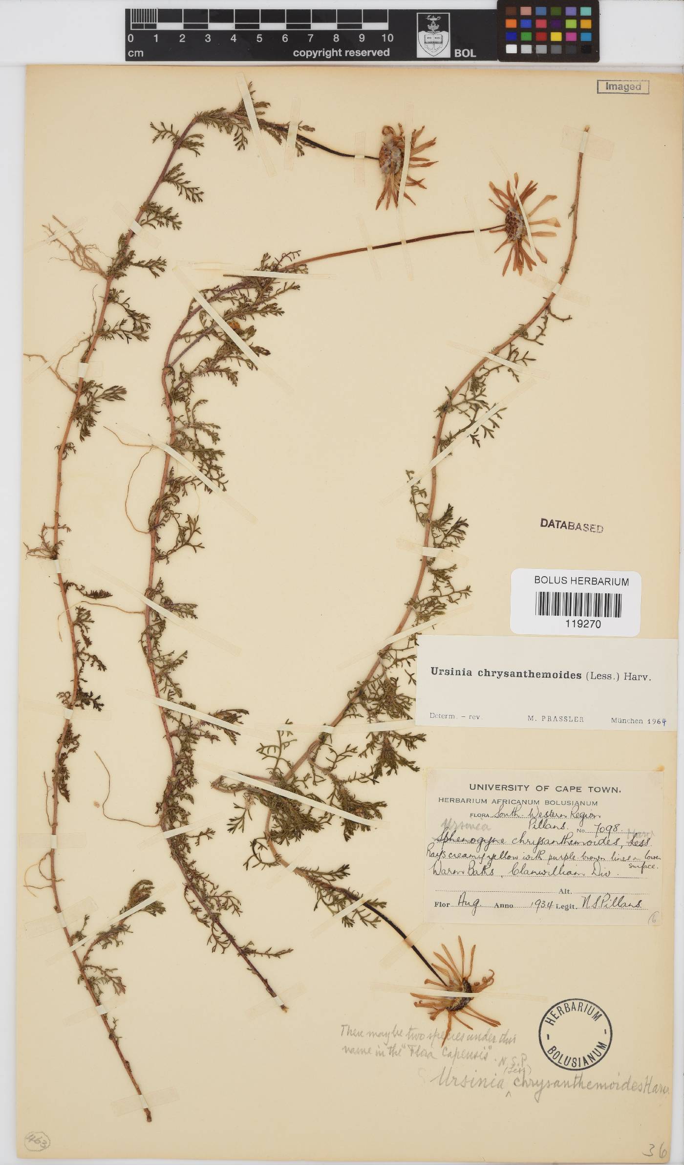 Ursinia chrysanthemoides image