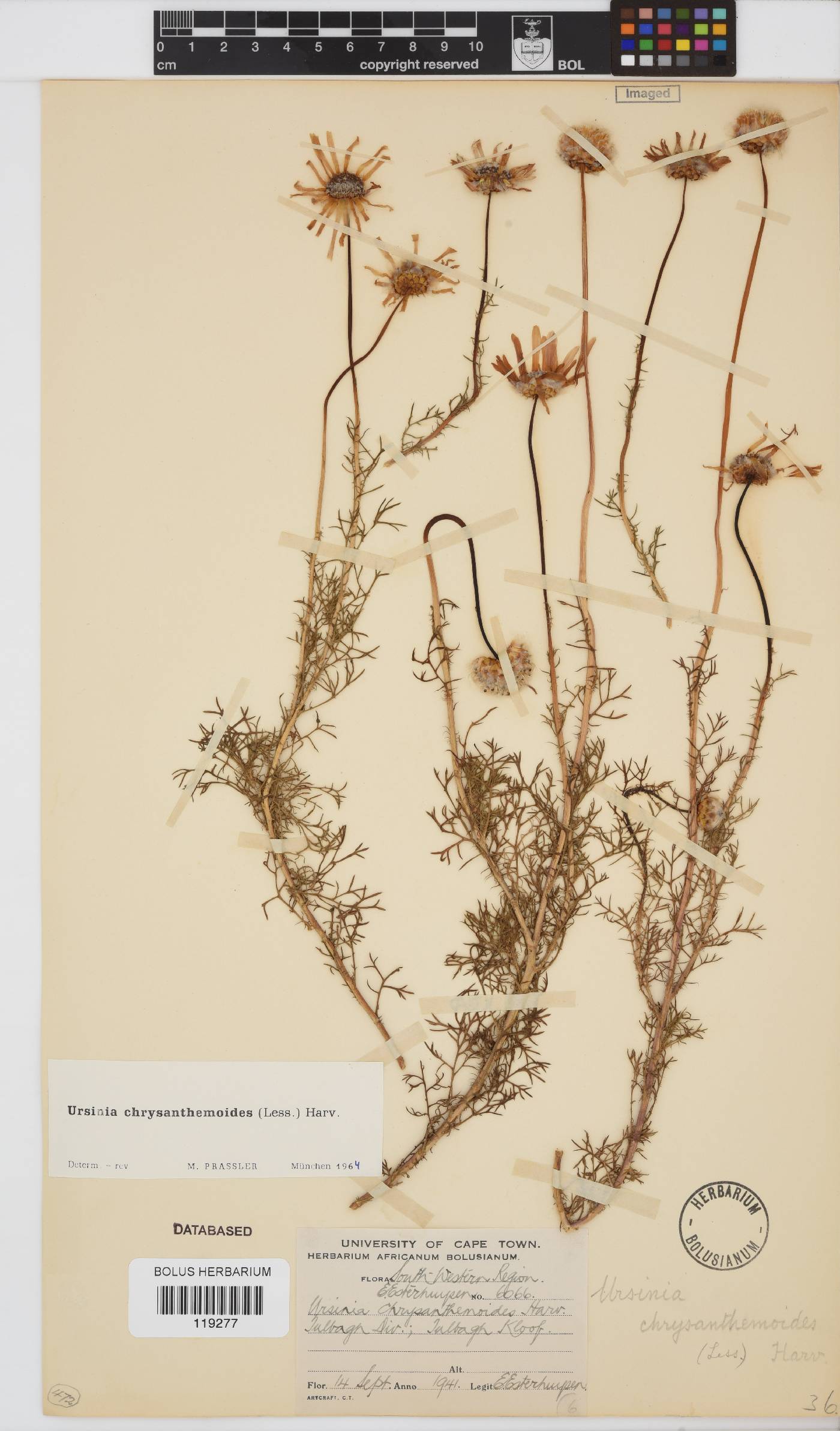 Ursinia chrysanthemoides image