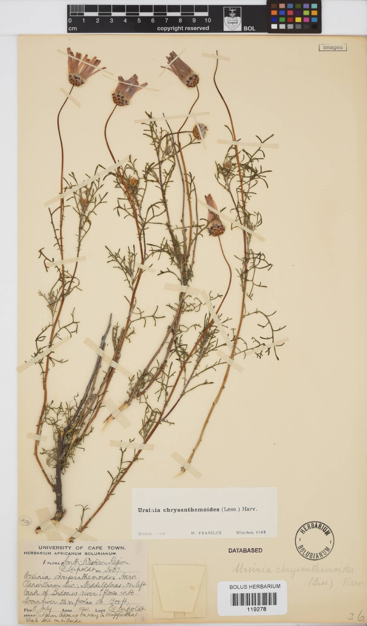 Ursinia chrysanthemoides image