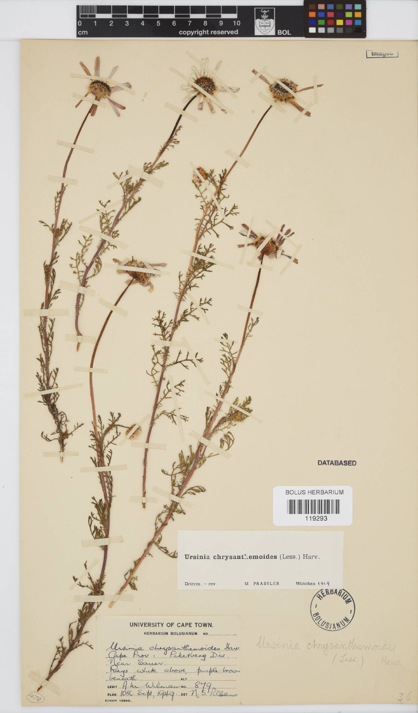 Ursinia chrysanthemoides image