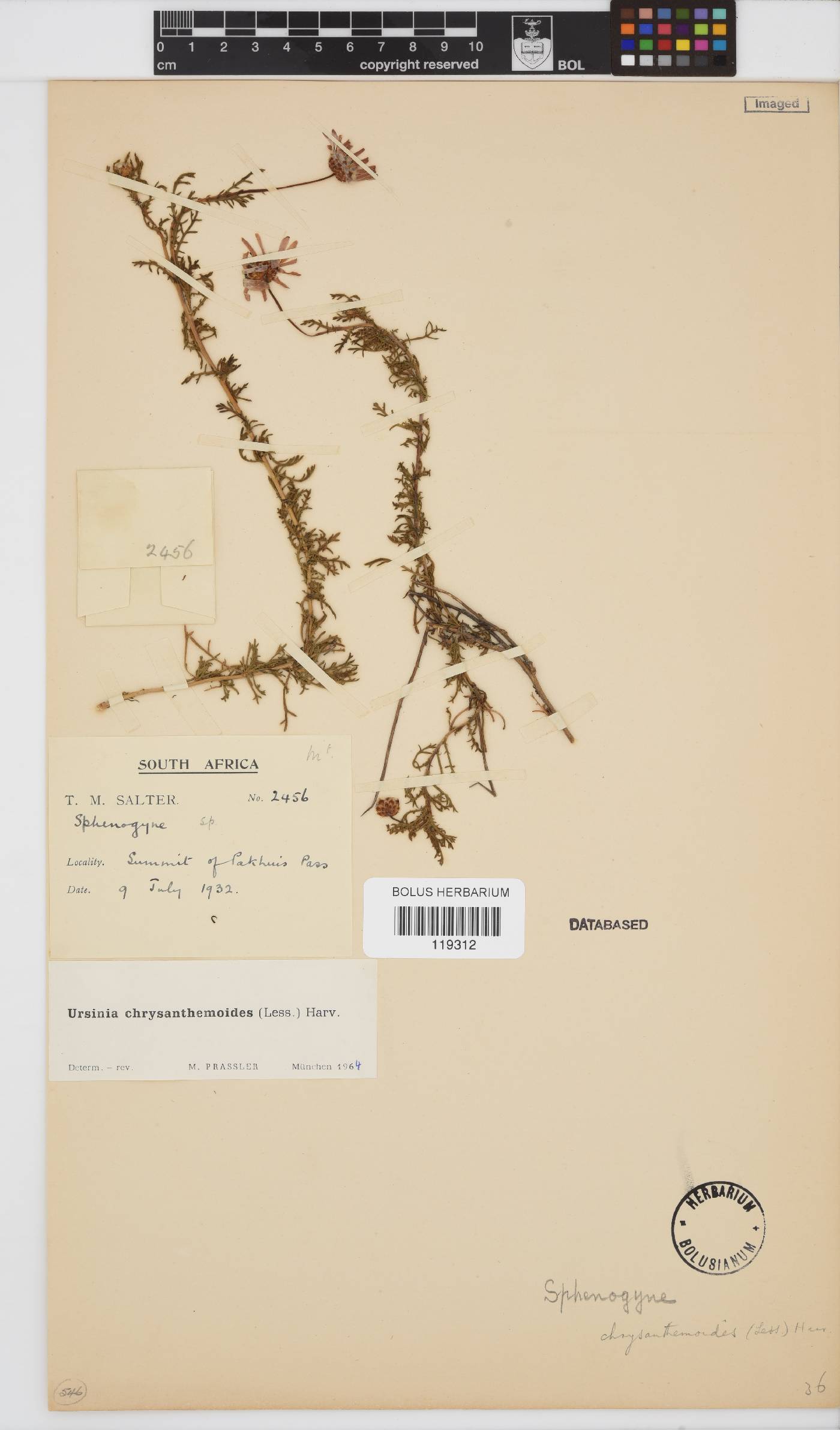 Ursinia chrysanthemoides image