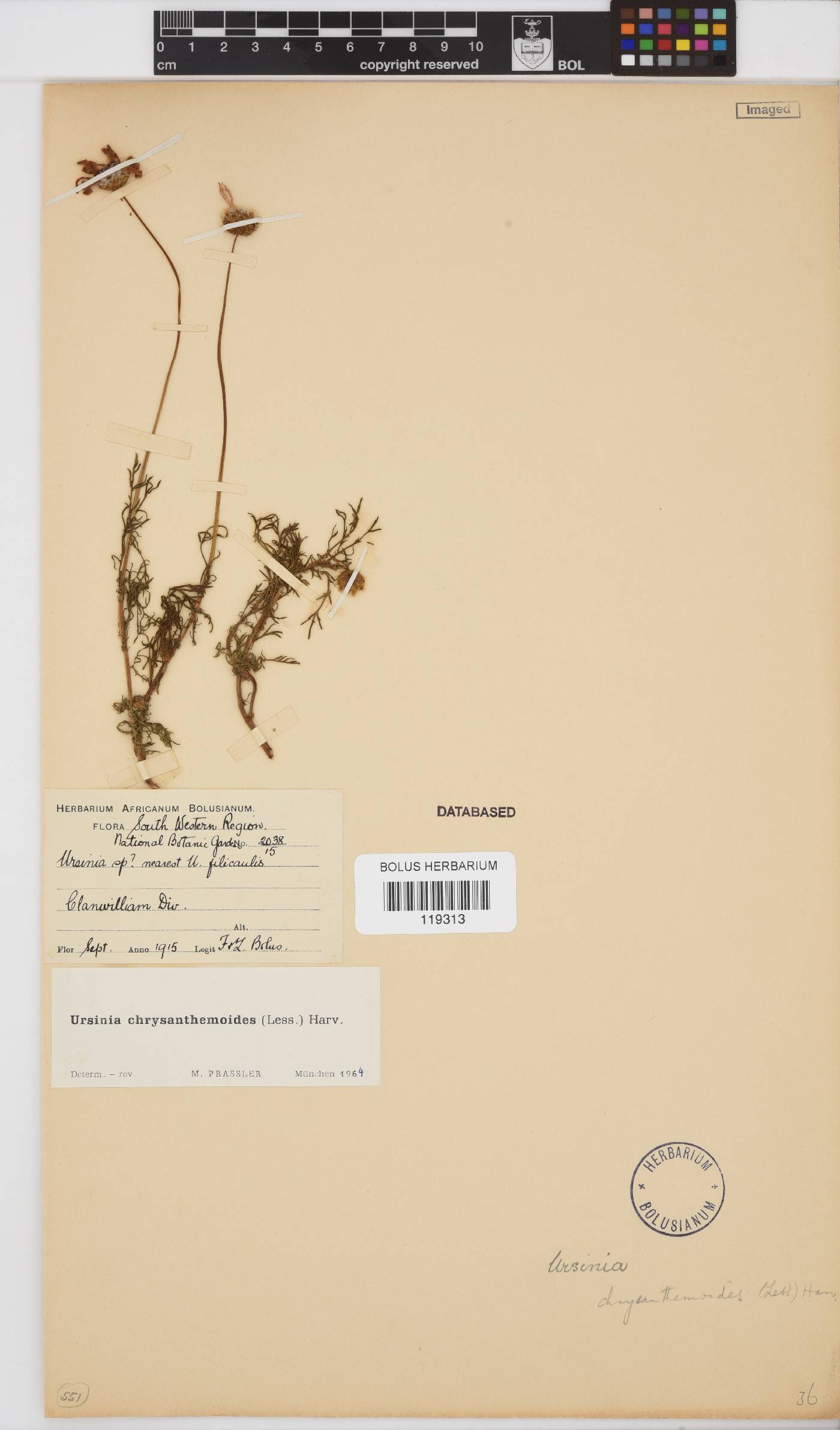 Ursinia chrysanthemoides image