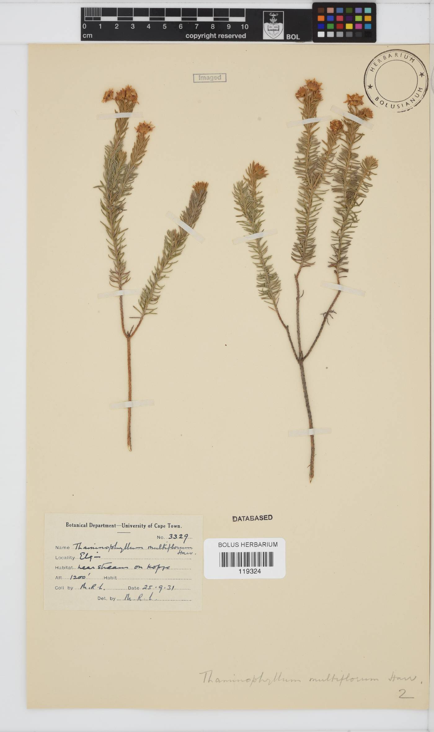 Thaminophyllum multiflorum image