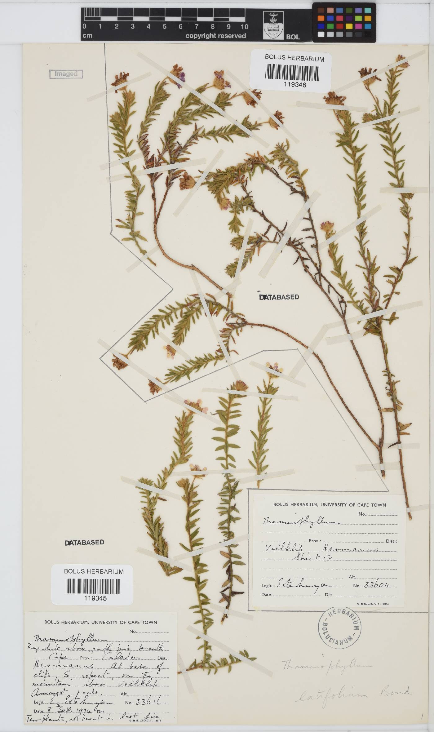 Thaminophyllum latifolium image