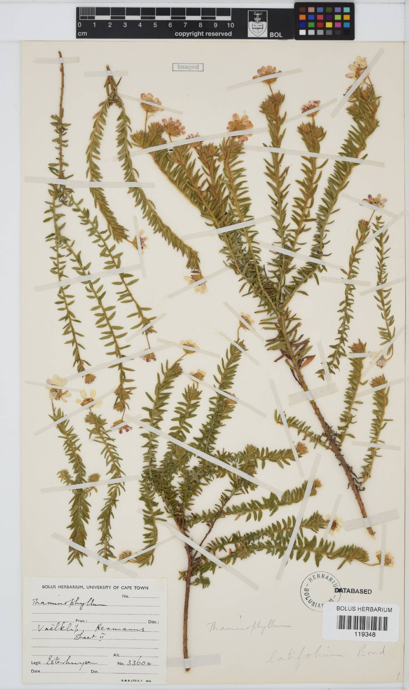 Thaminophyllum latifolium image
