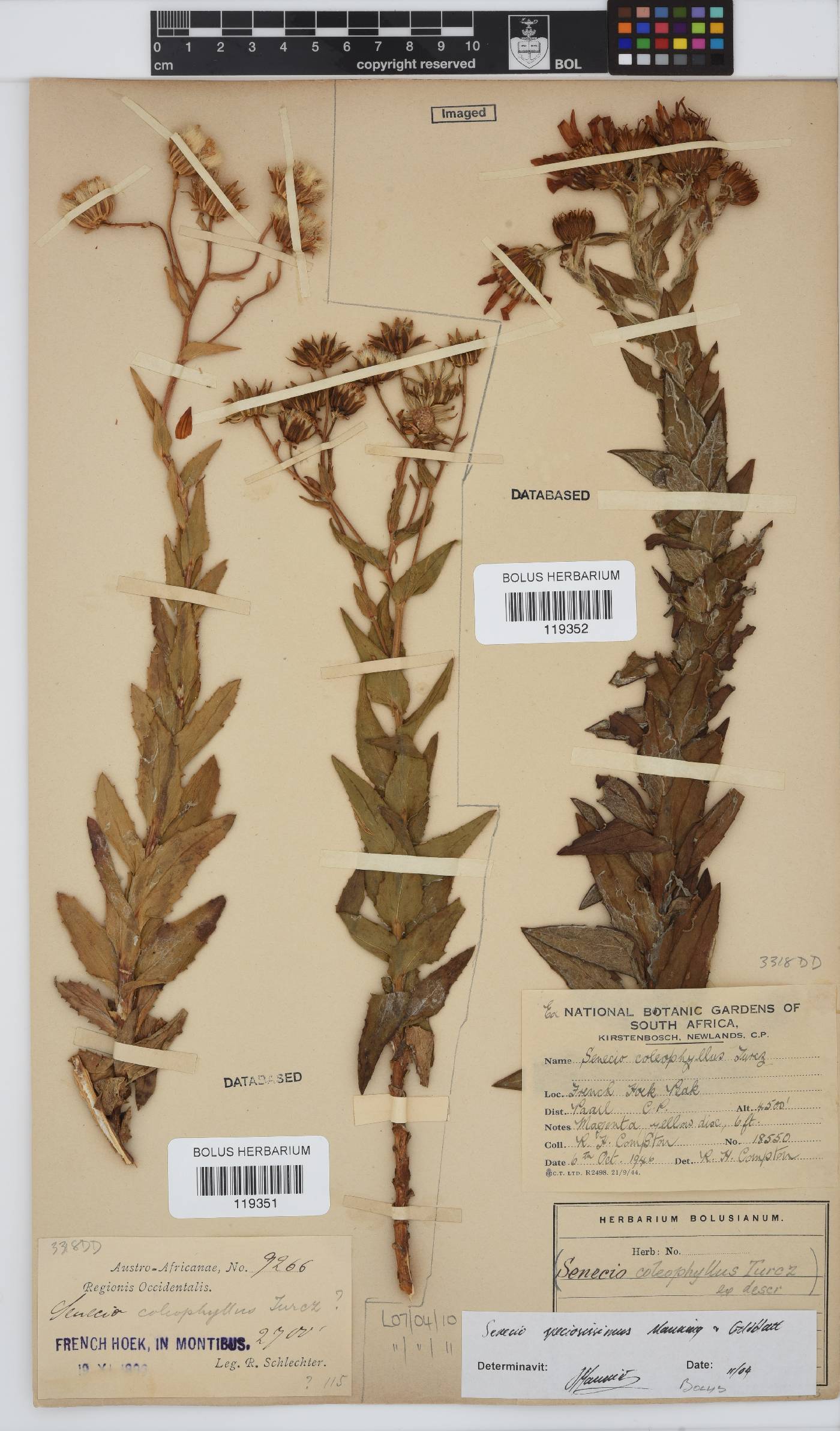 Senecio speciosissimus image