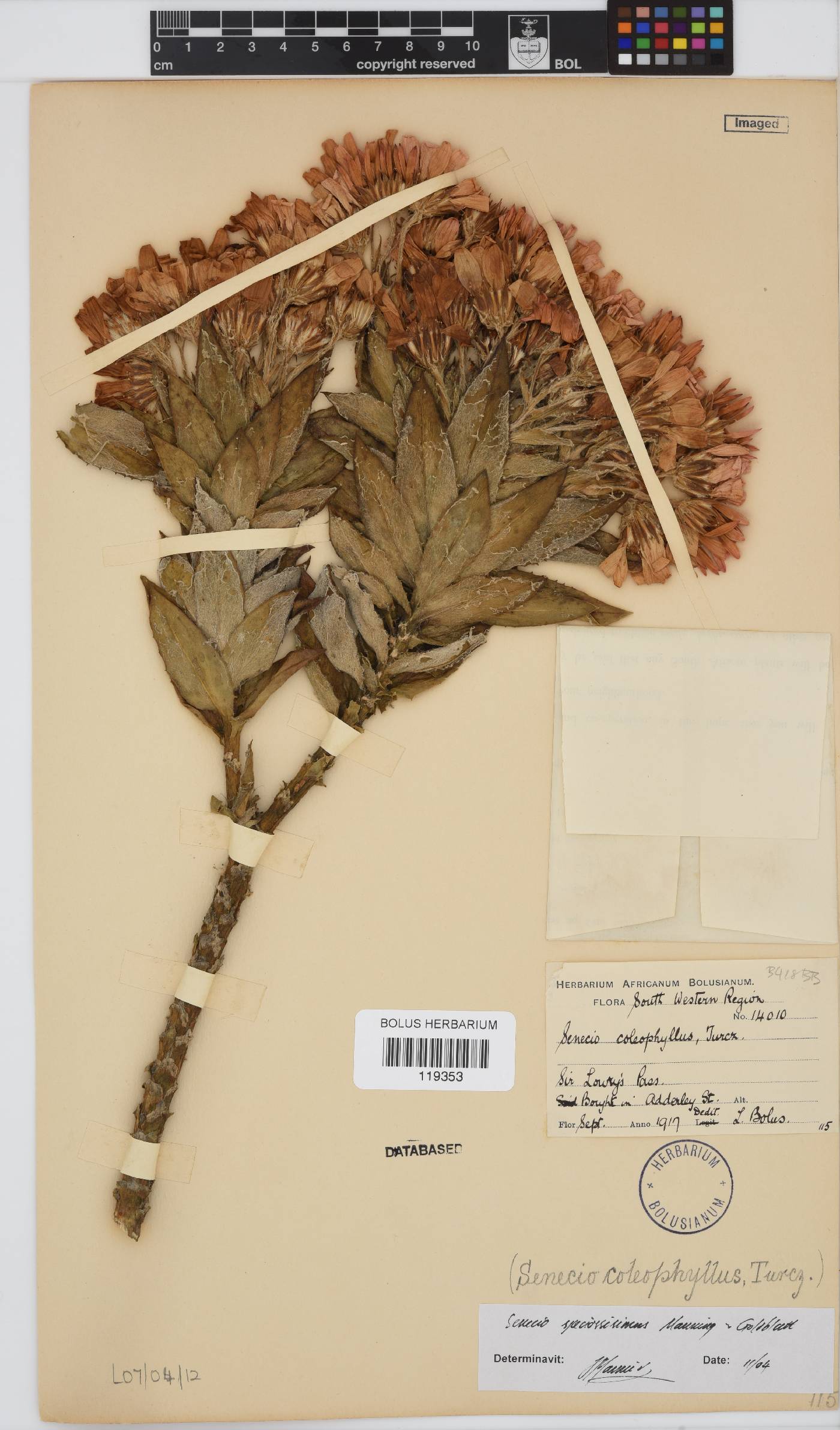 Senecio speciosissimus image