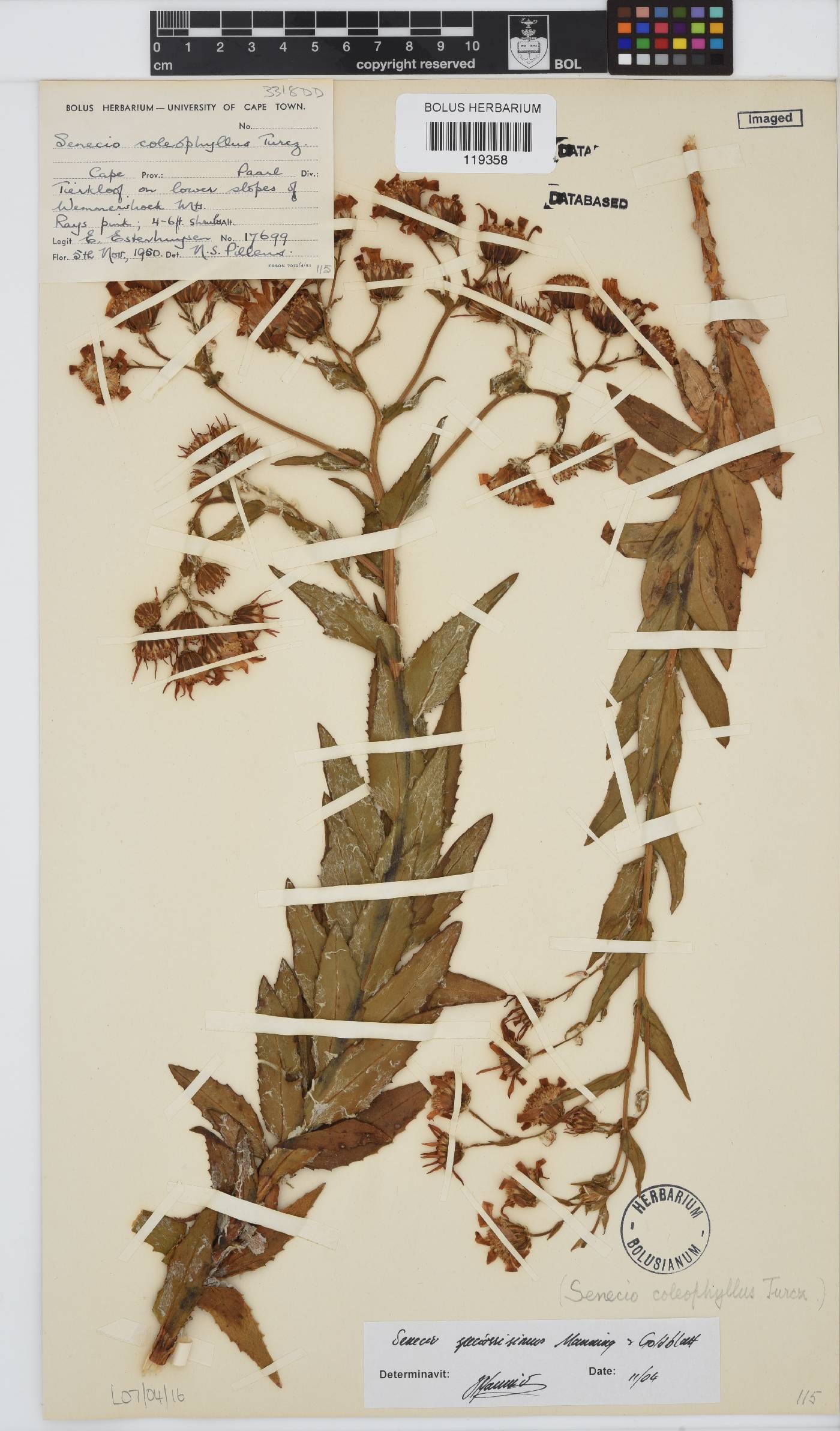 Senecio speciosissimus image