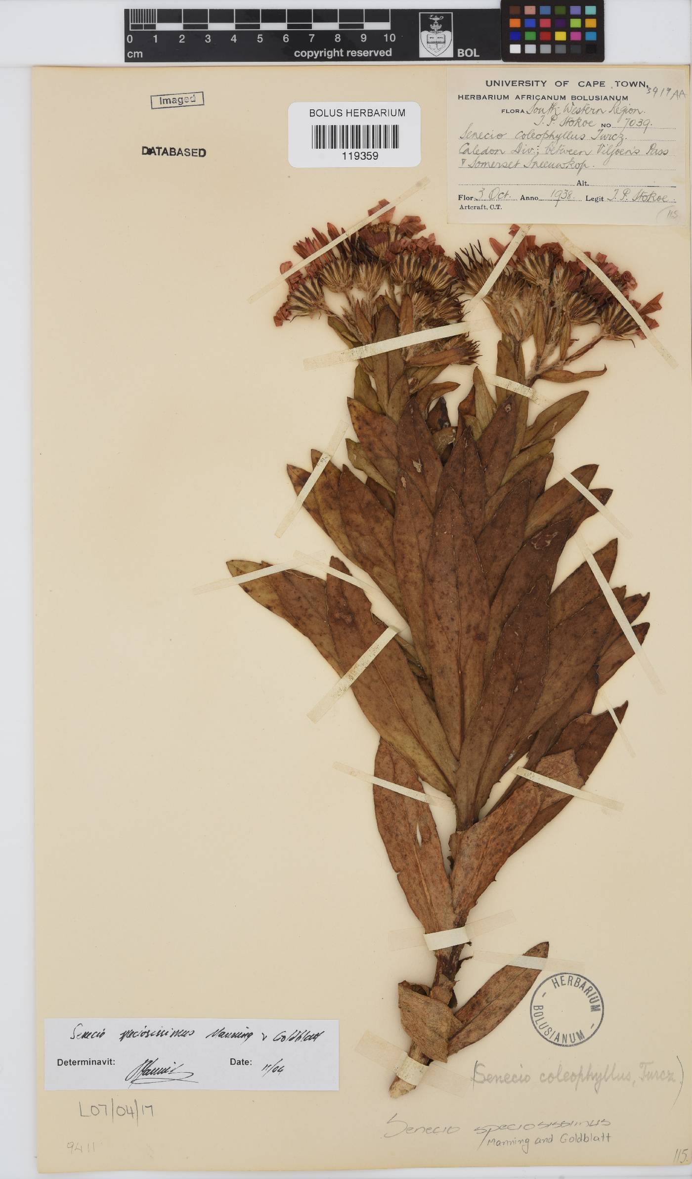 Senecio speciosissimus image