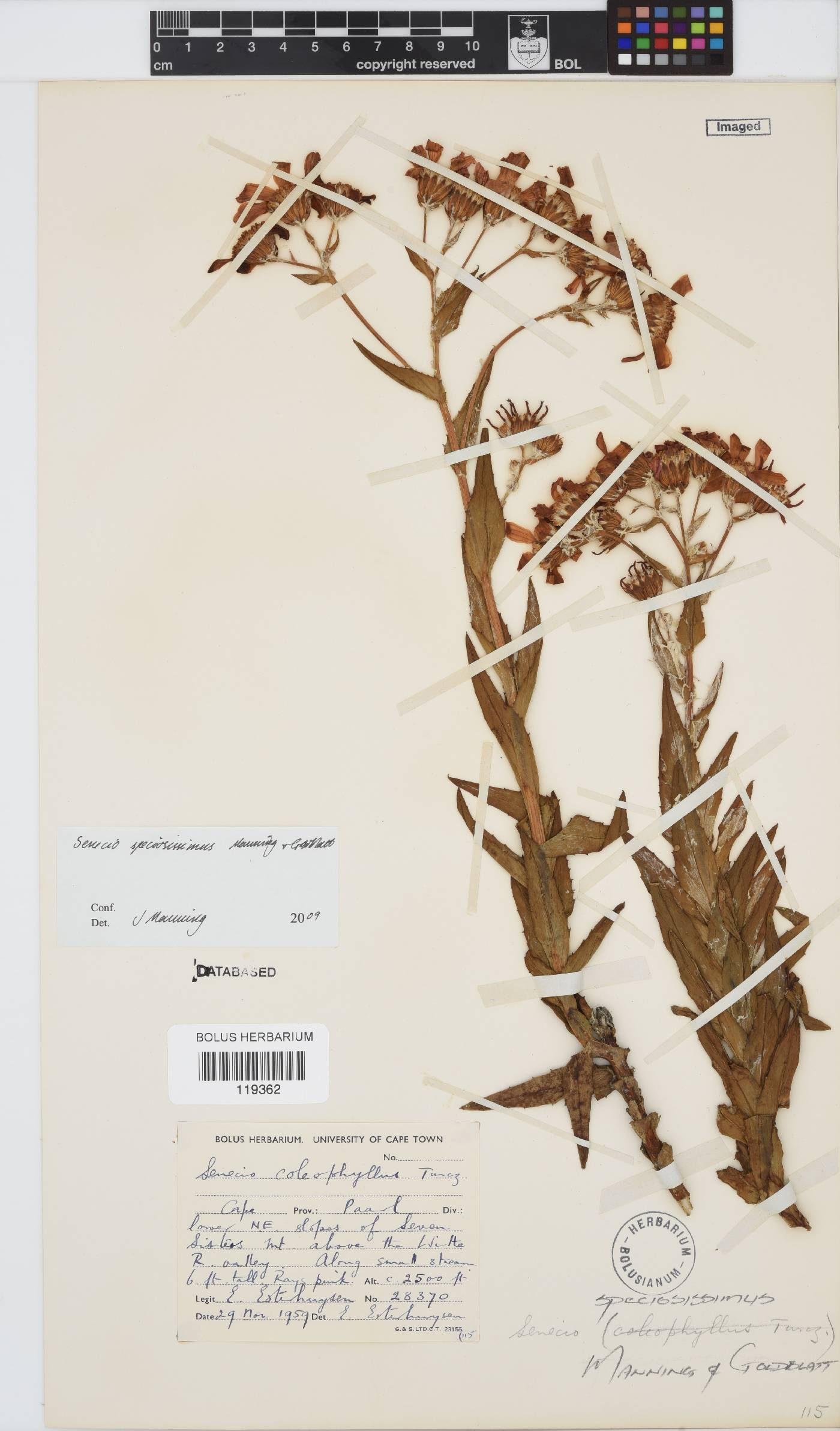 Senecio speciosissimus image