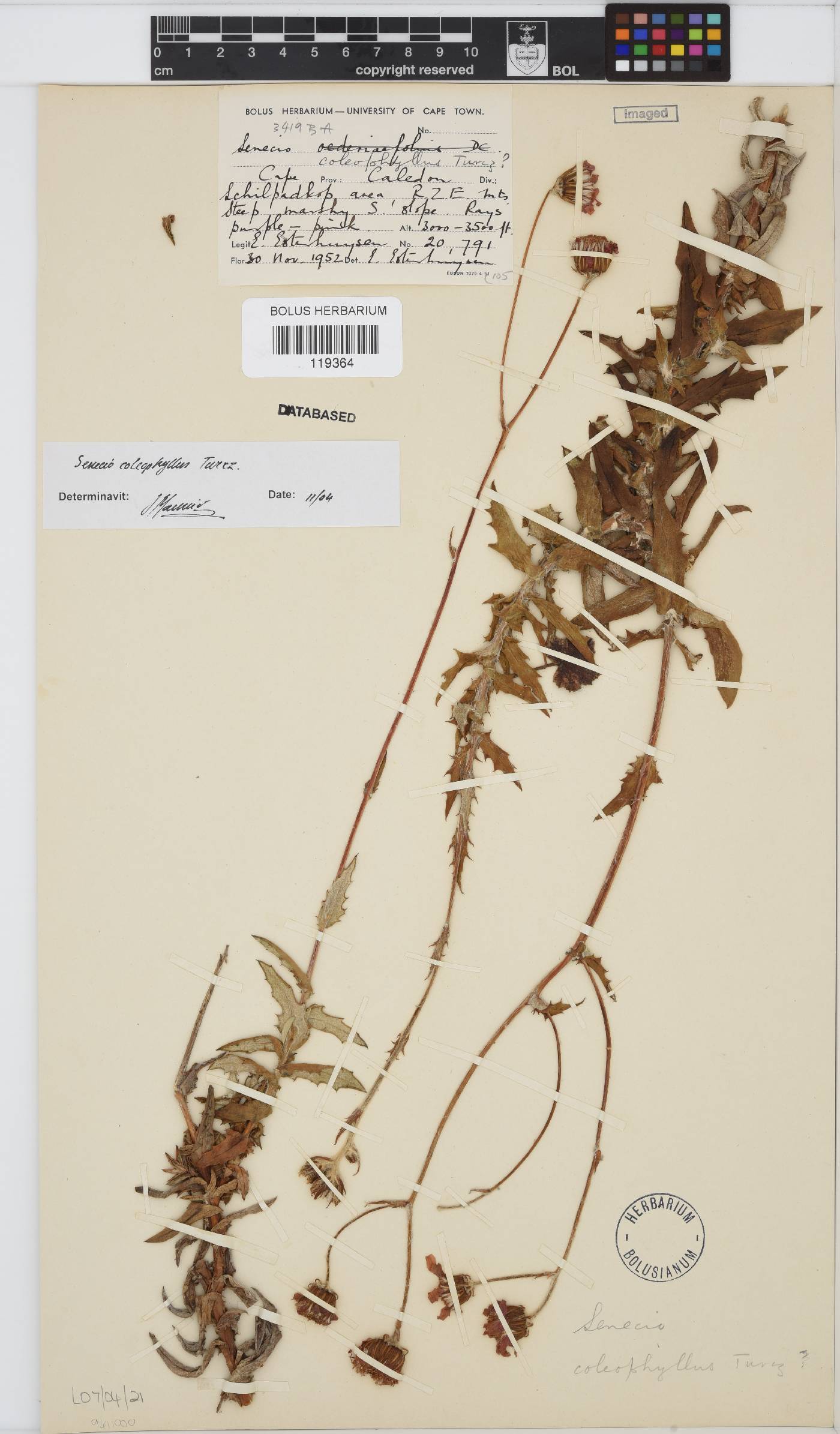 Senecio coleophyllus image