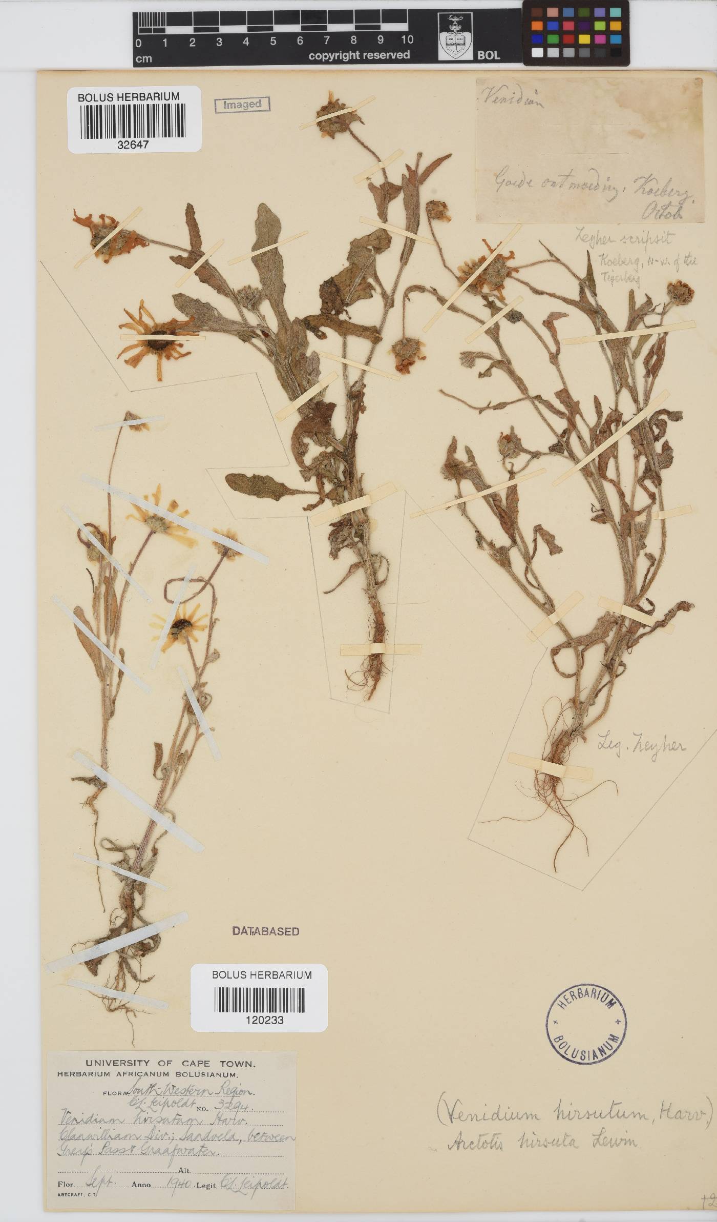 Arctotis hirsuta image