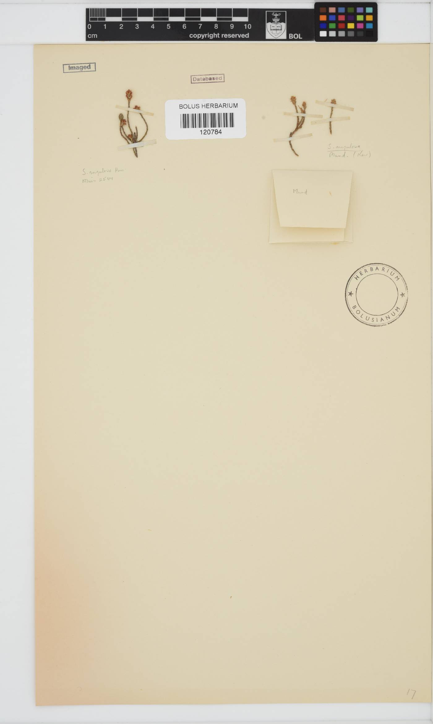 Stoebe rugulosa image