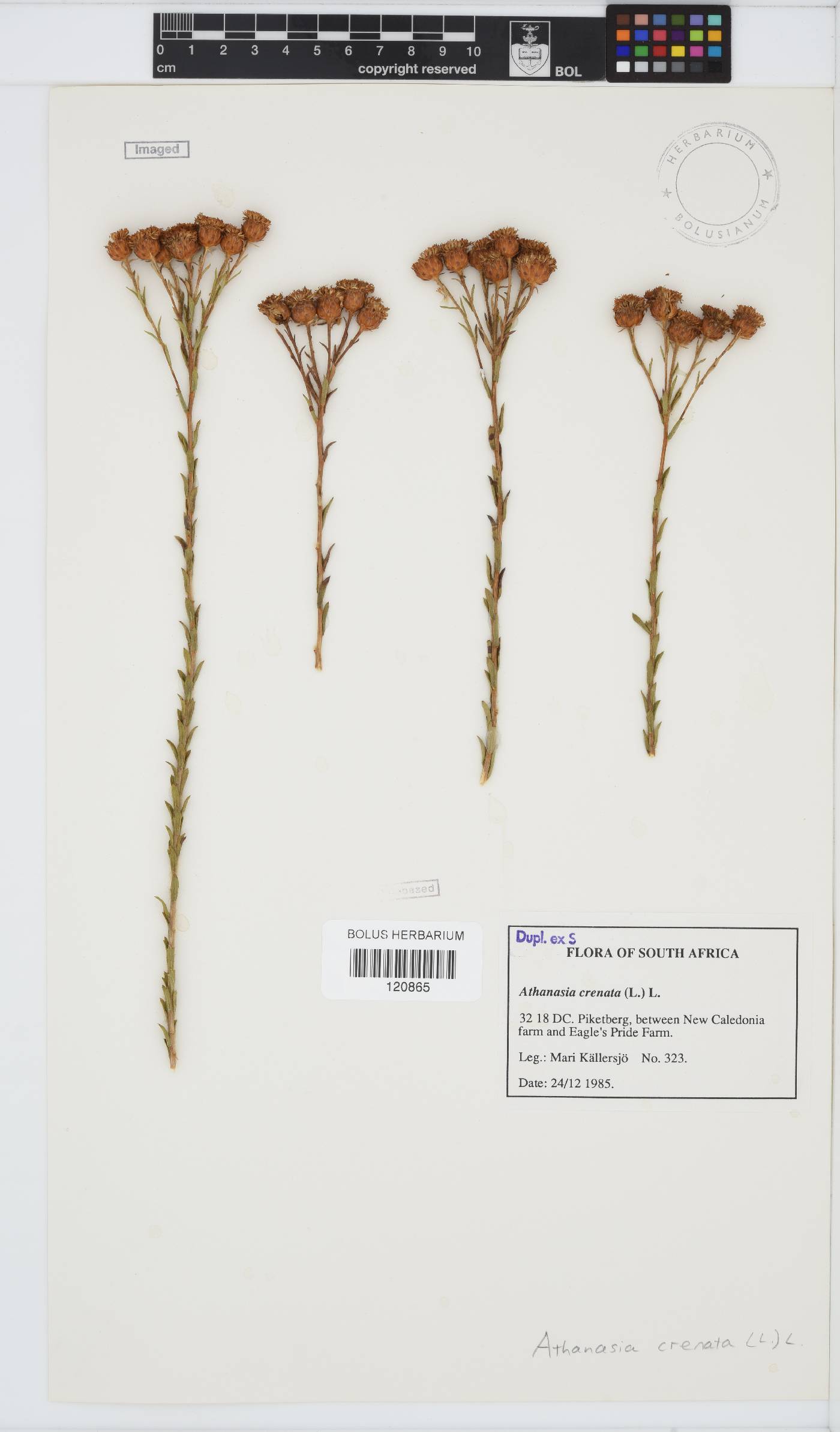 Athanasia crenata image