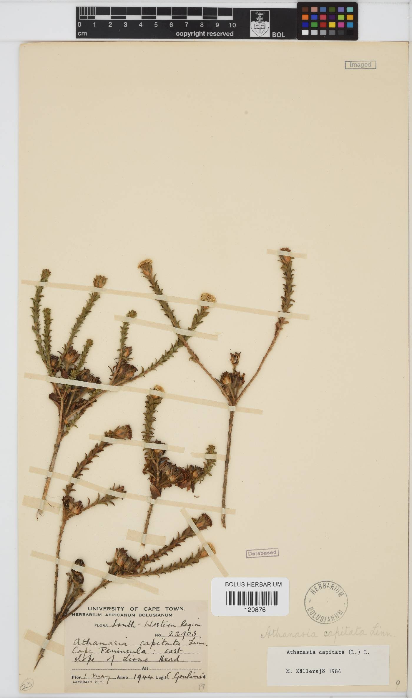 Athanasia capitata image