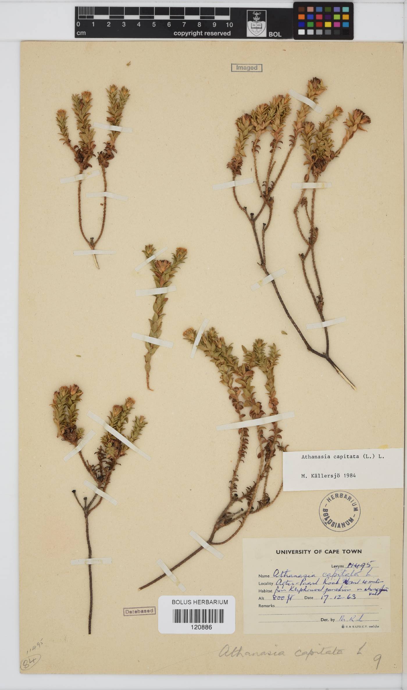 Athanasia capitata image