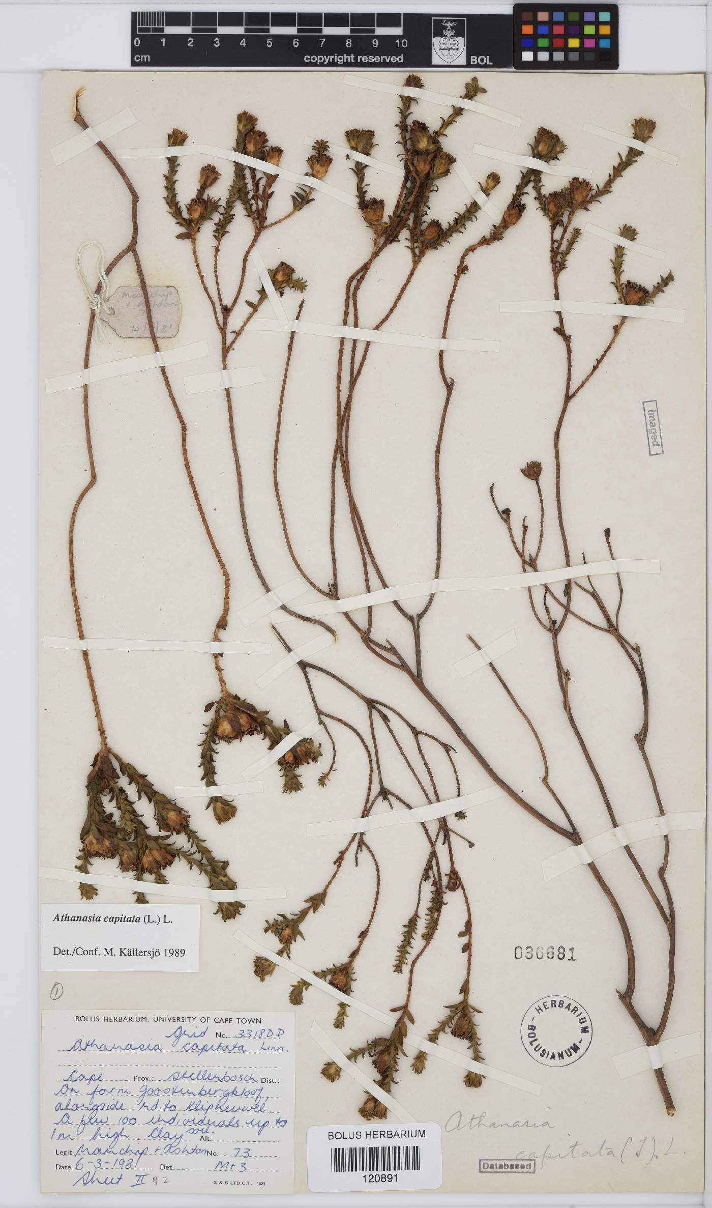 Athanasia capitata image