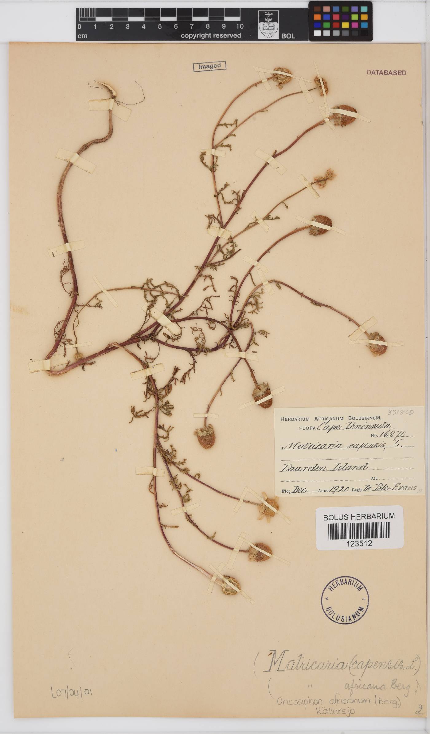 Oncosiphon africanus image