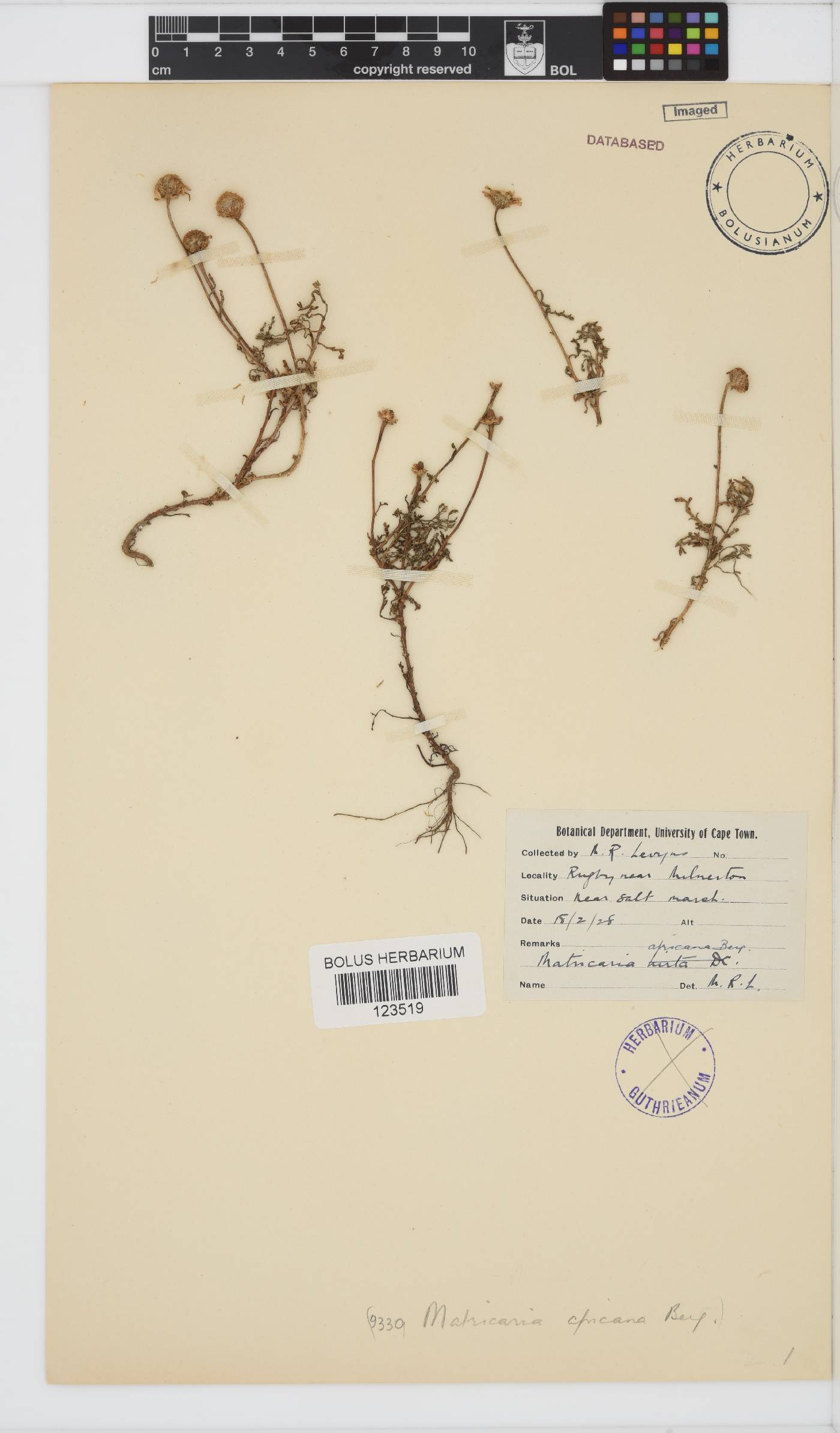 Oncosiphon africanus image