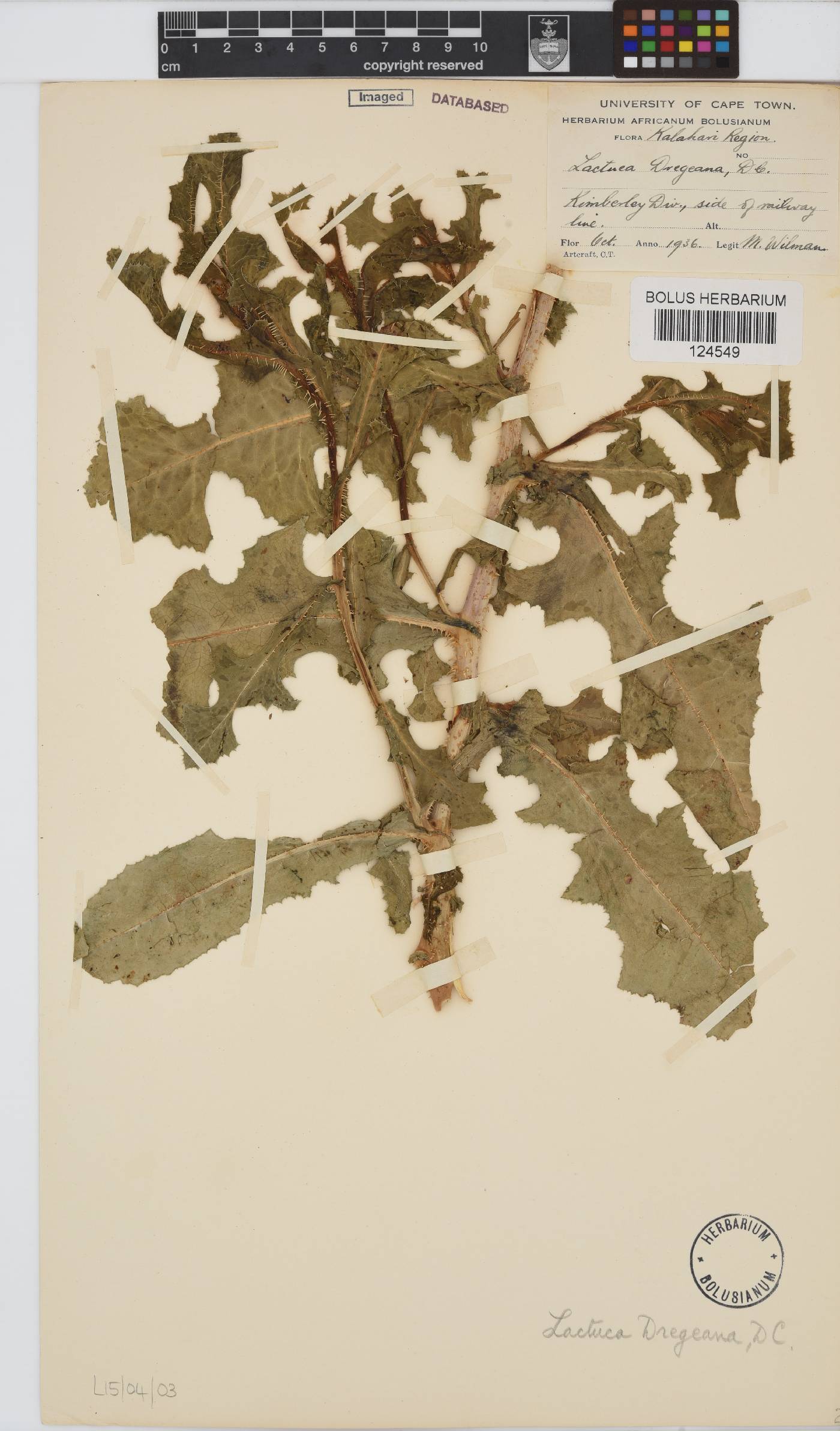 Lactuca dregeana image