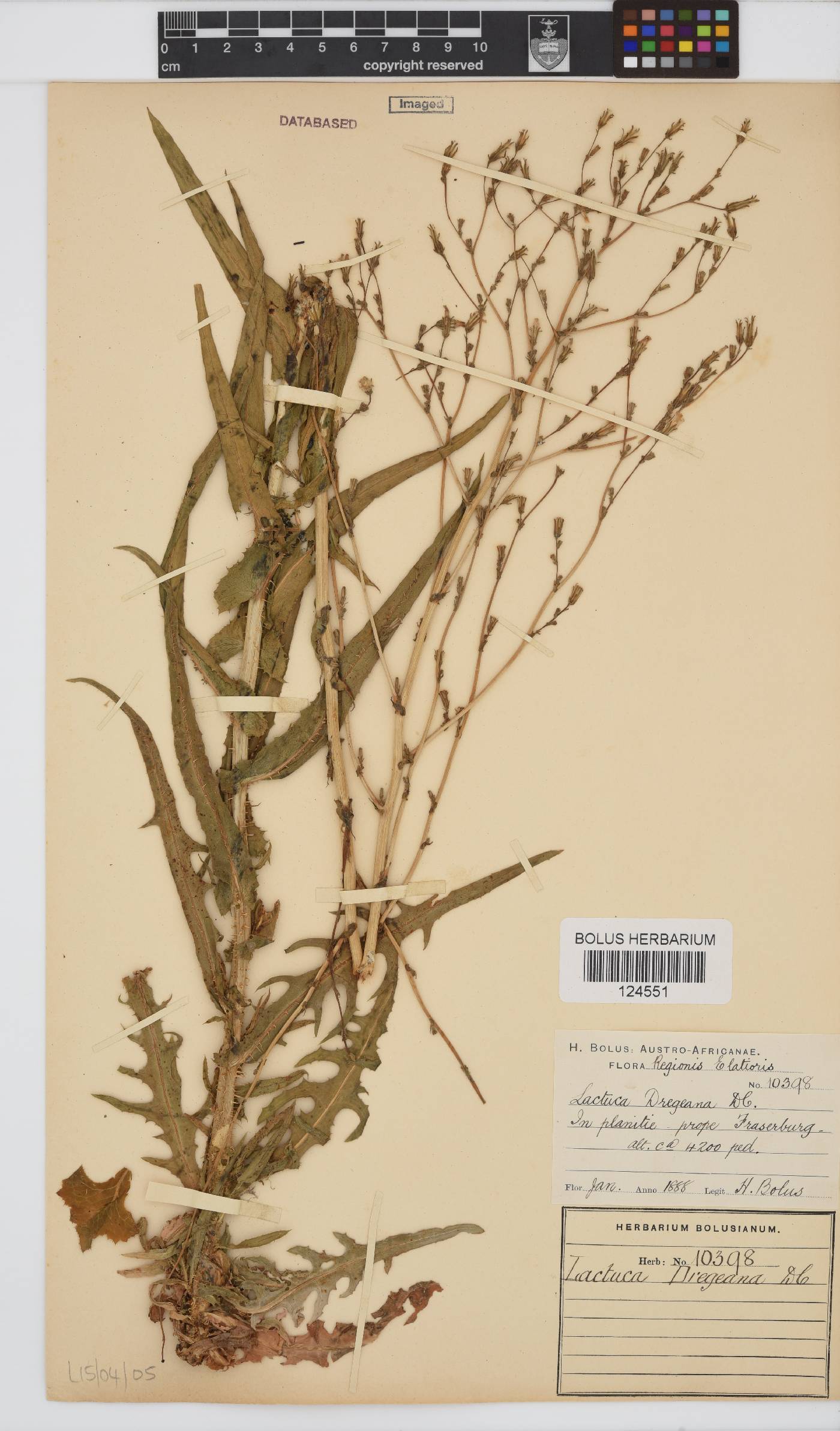 Lactuca dregeana image