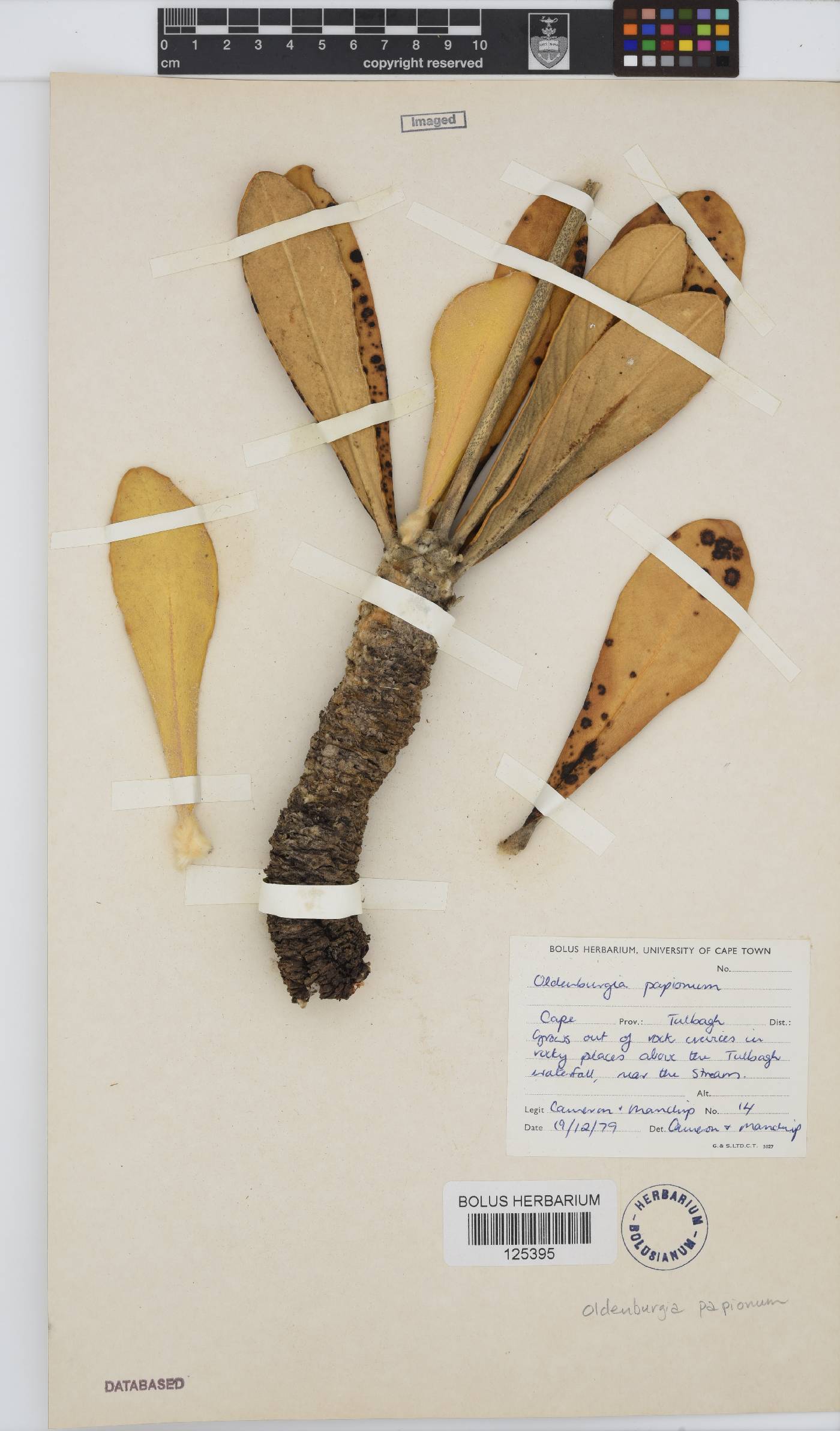 Oldenburgia papionum image