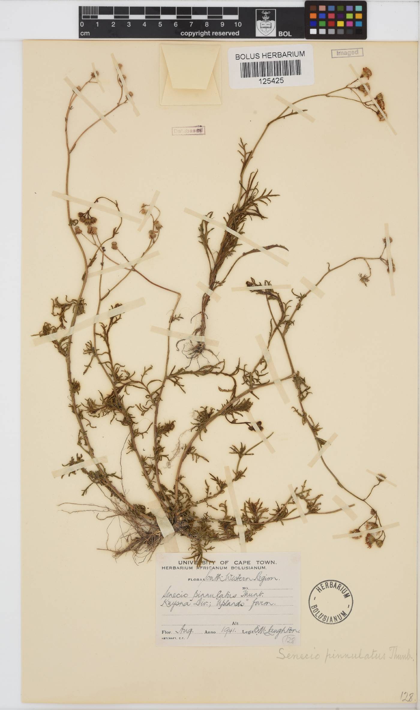 Senecio pinnulatus image