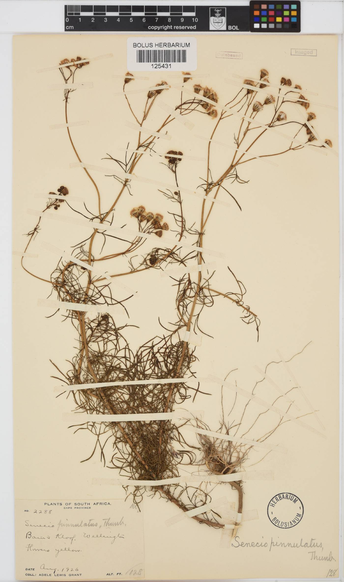 Senecio pinnulatus image