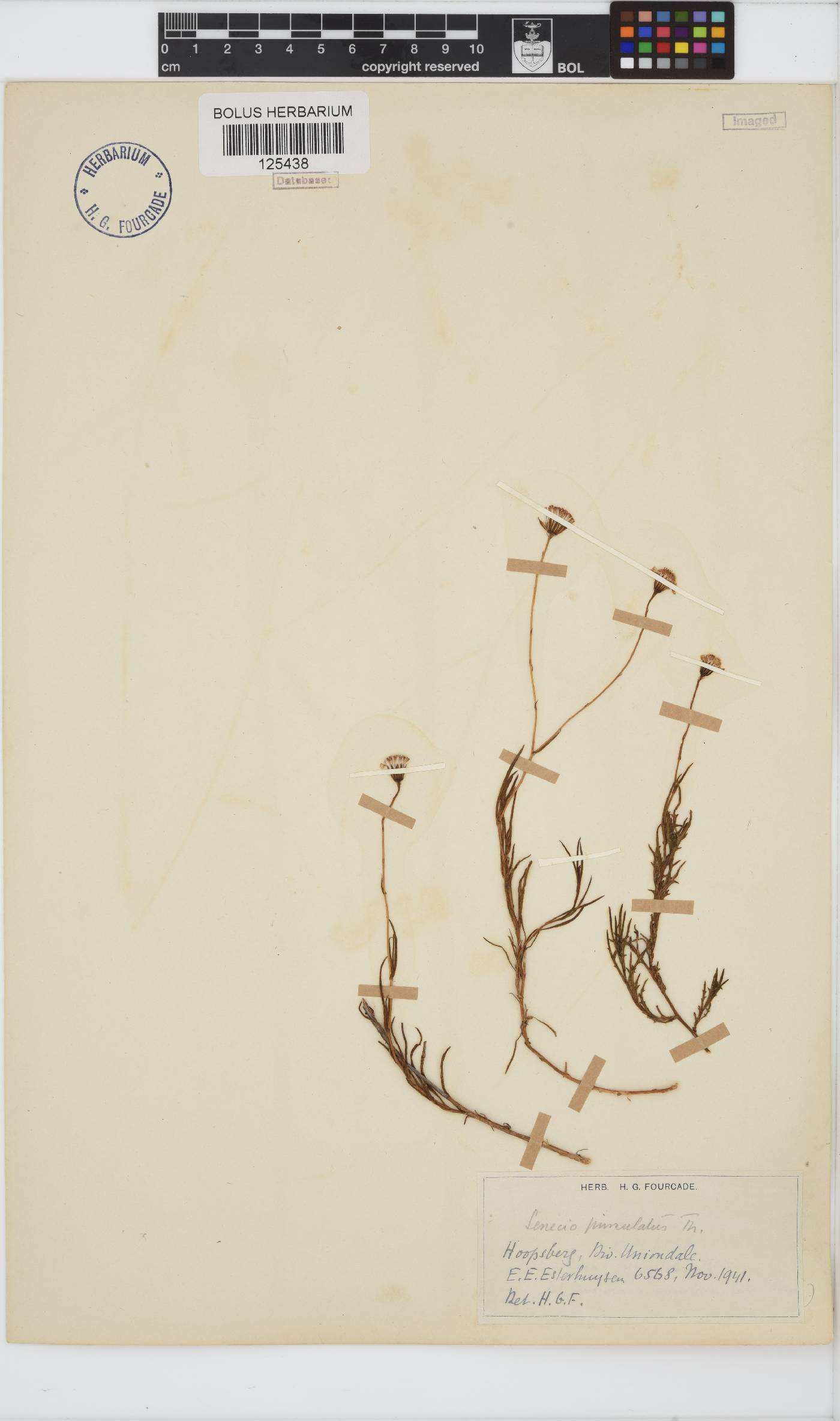 Senecio pinnulatus image