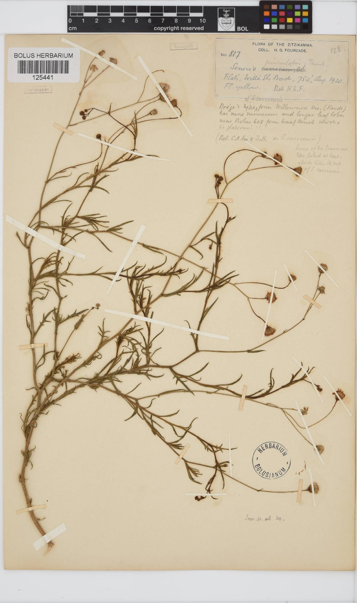 Senecio pinnulatus image
