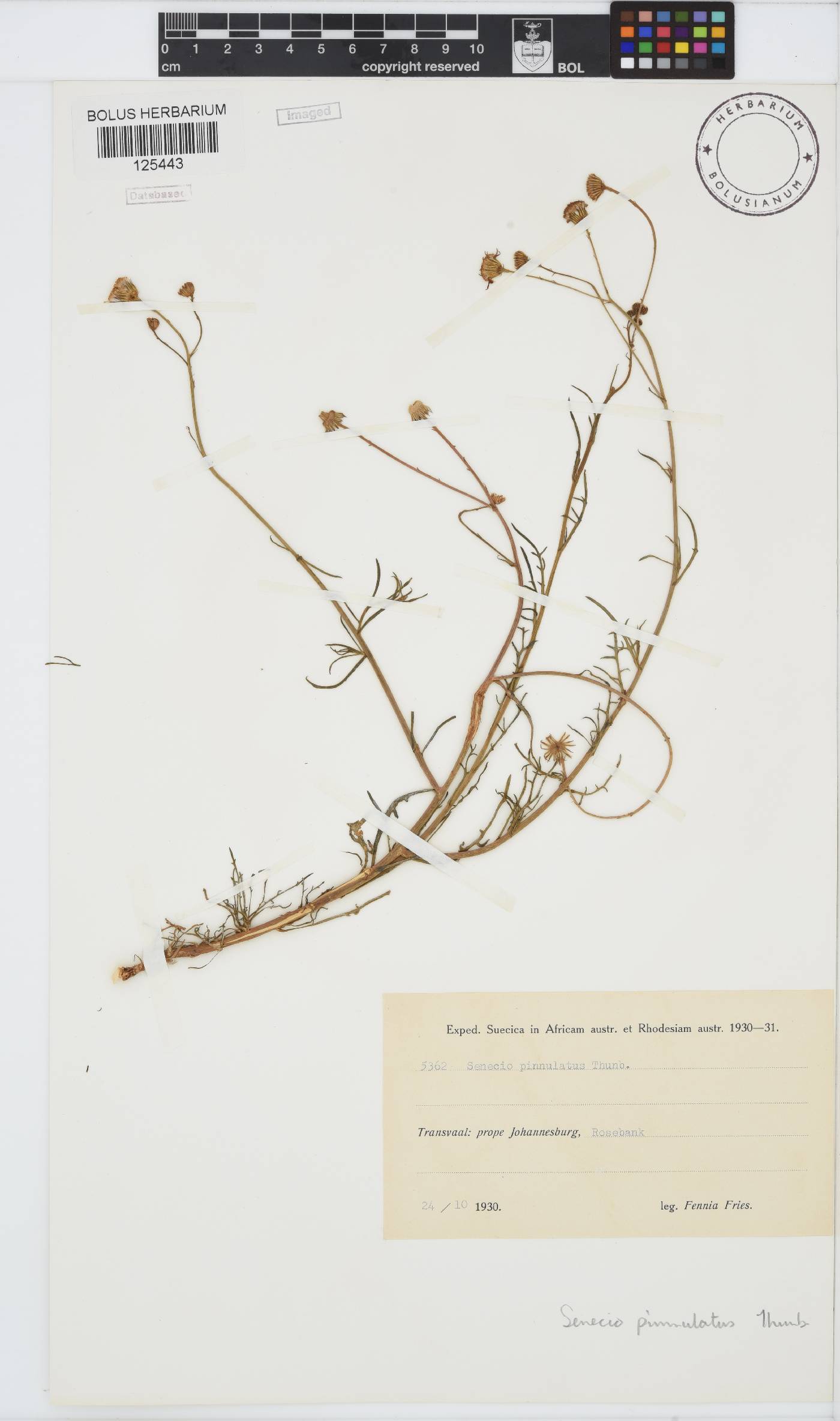 Senecio pinnulatus image