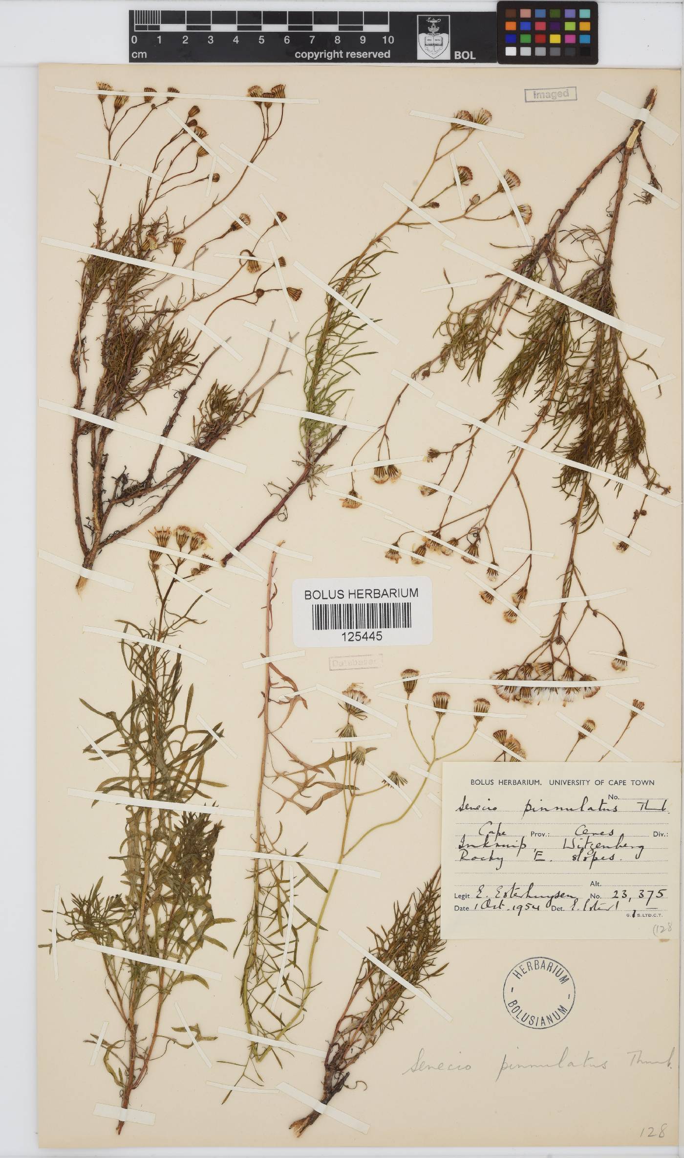 Senecio pinnulatus image
