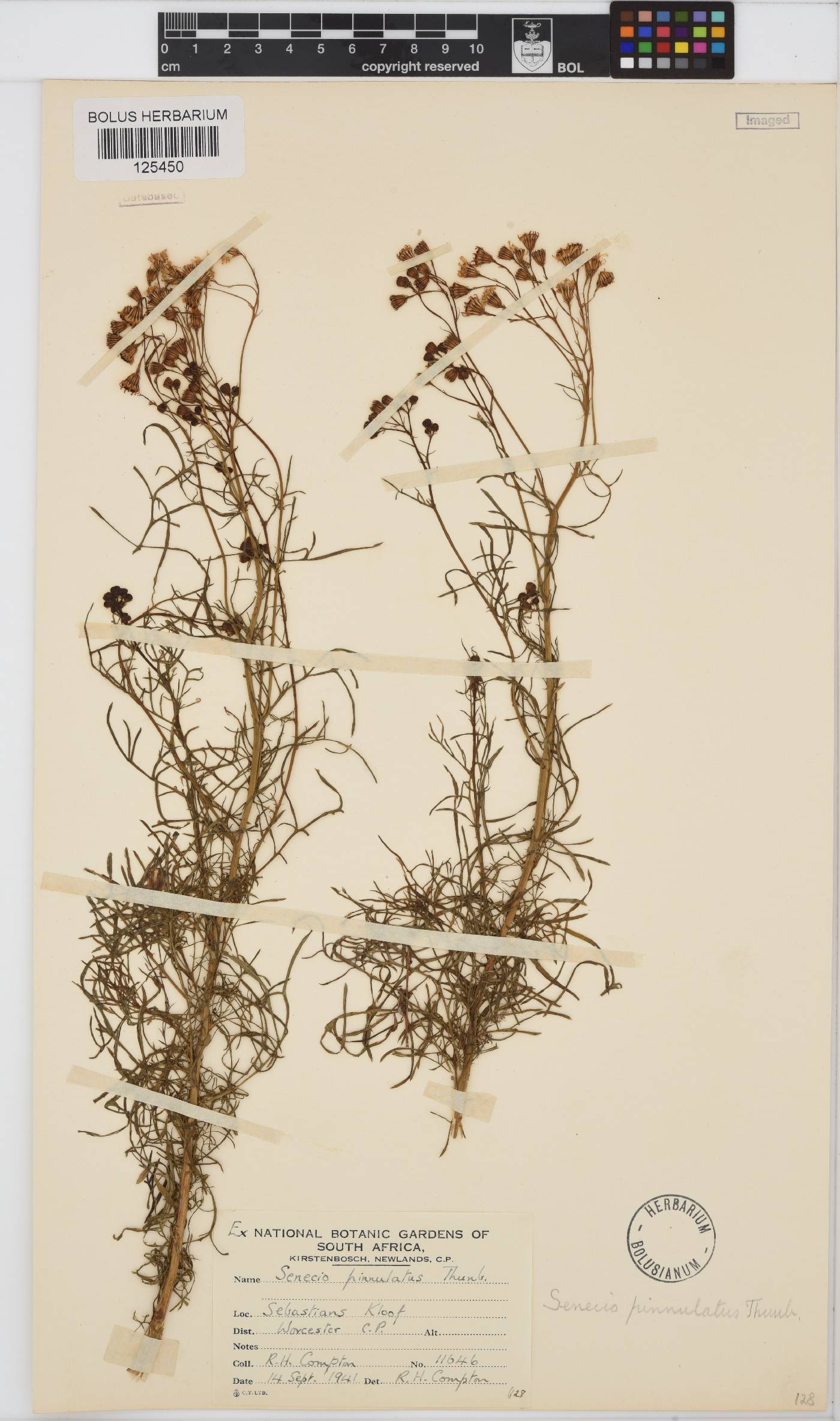 Senecio pinnulatus image