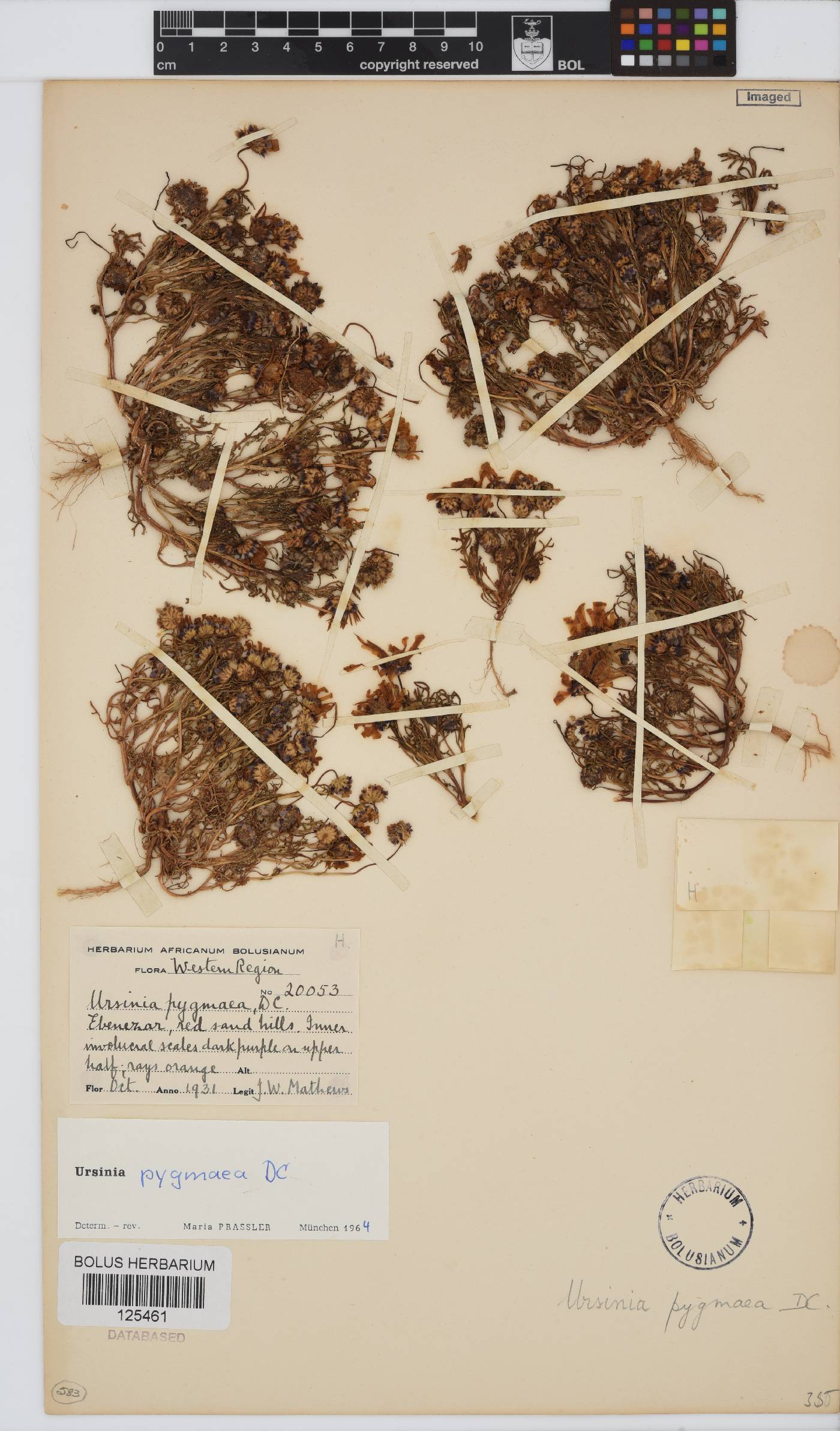 Ursinia pygmaea image