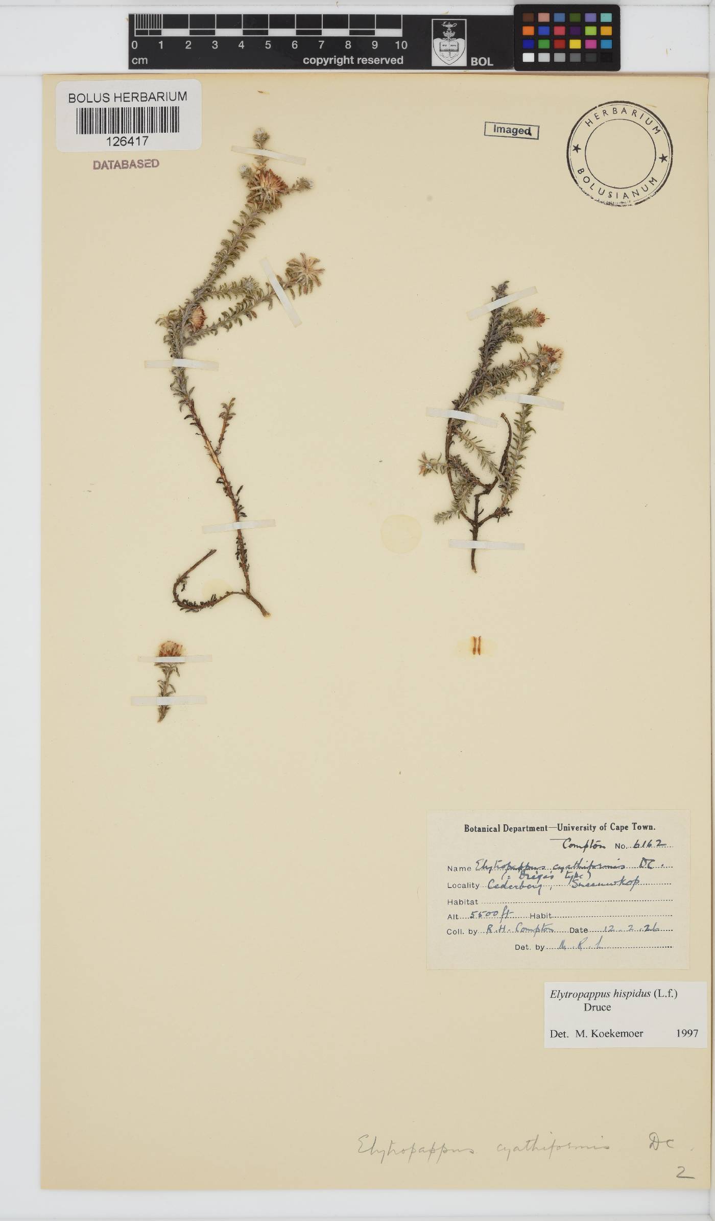 Elytropappus hispidus image