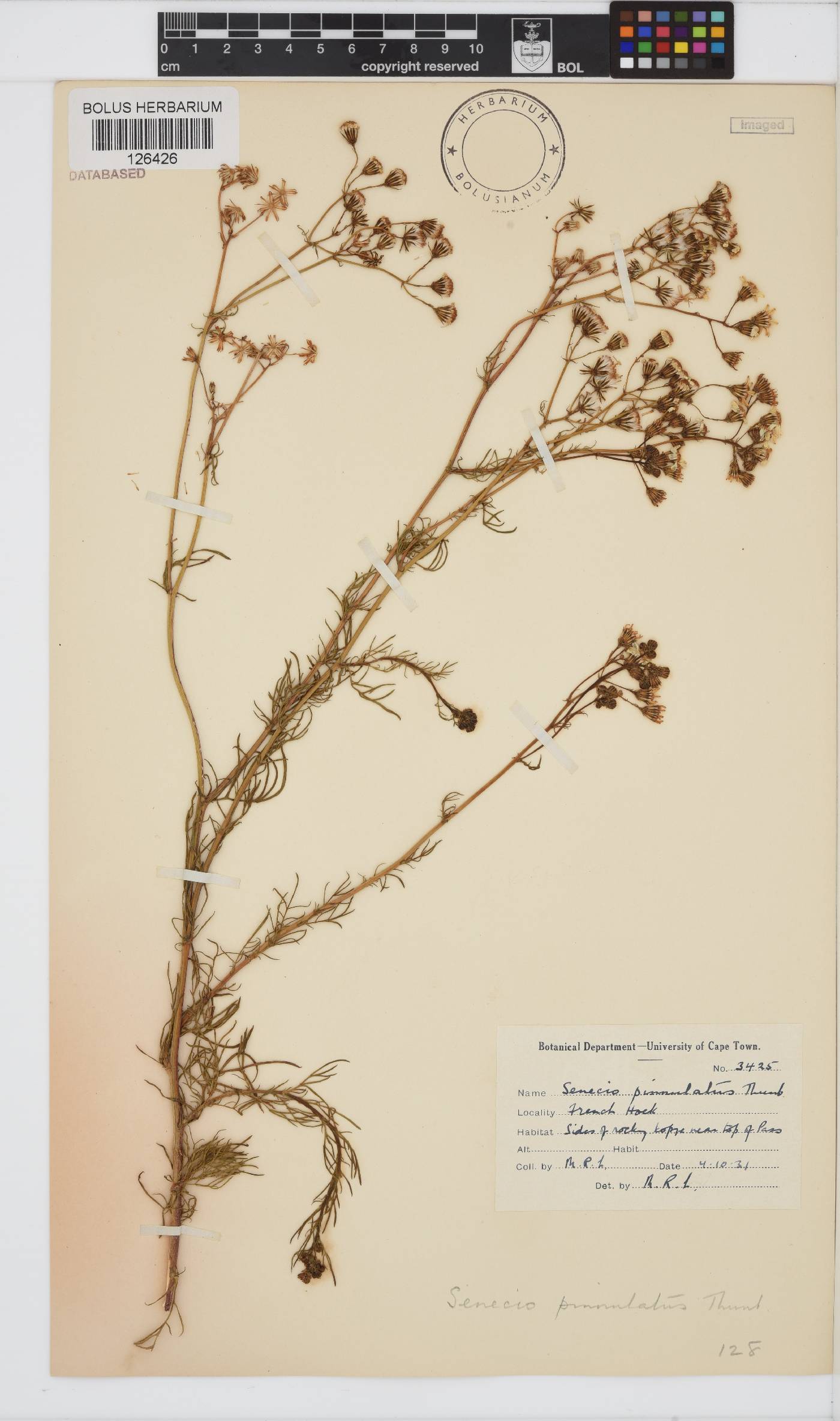 Senecio pinnulatus image