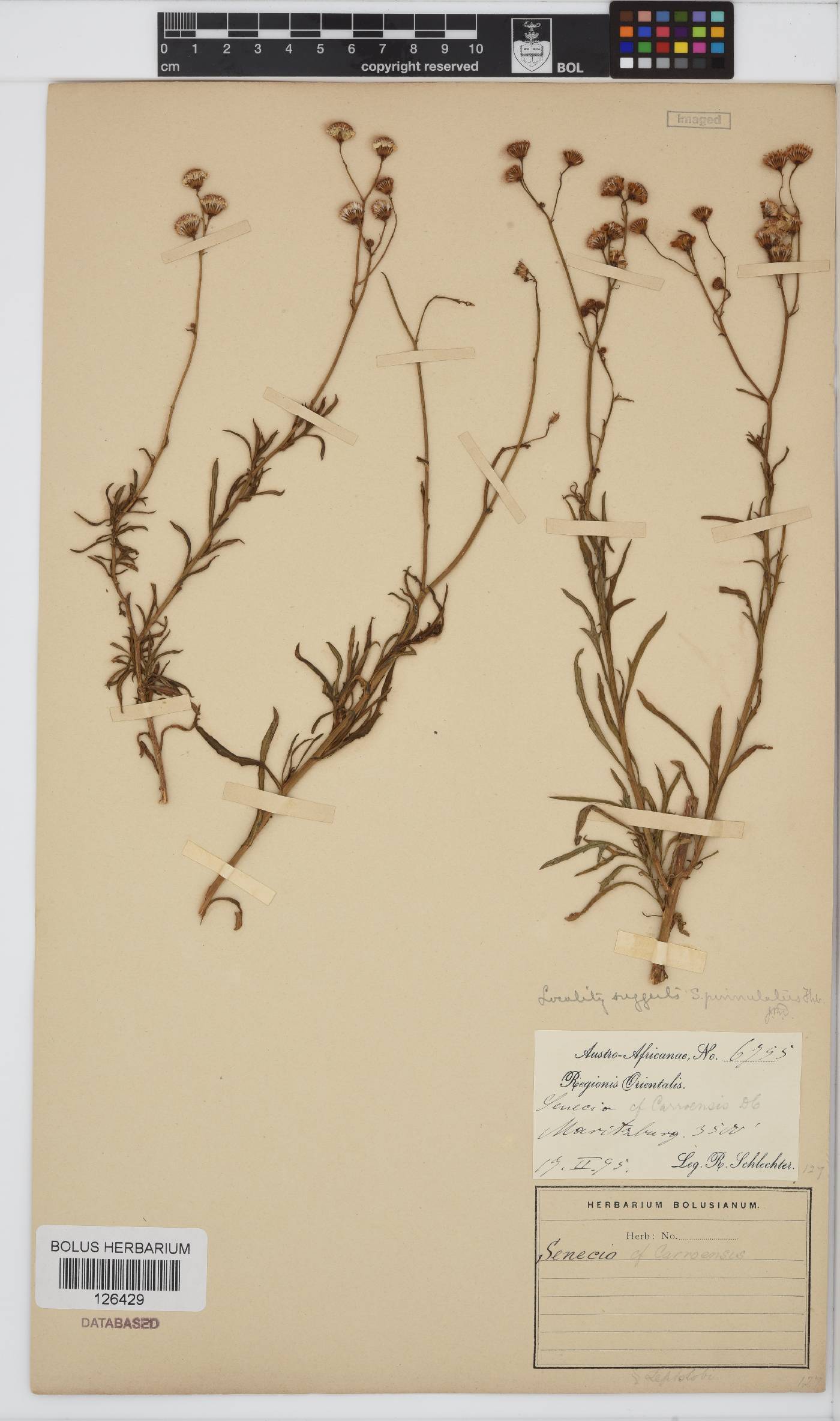 Senecio pinnulatus image