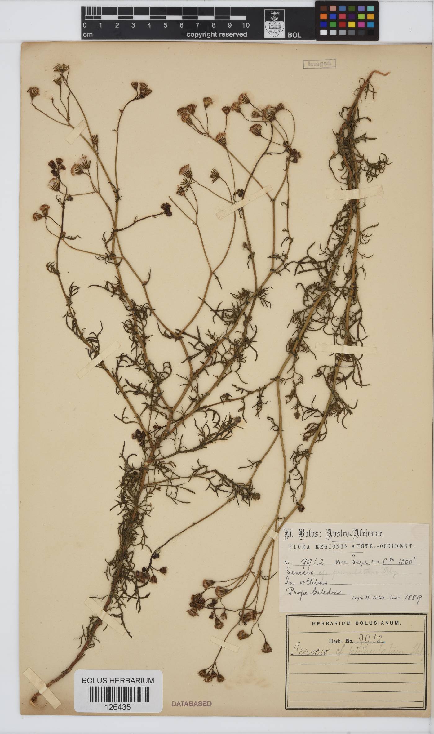 Senecio pinnulatus image