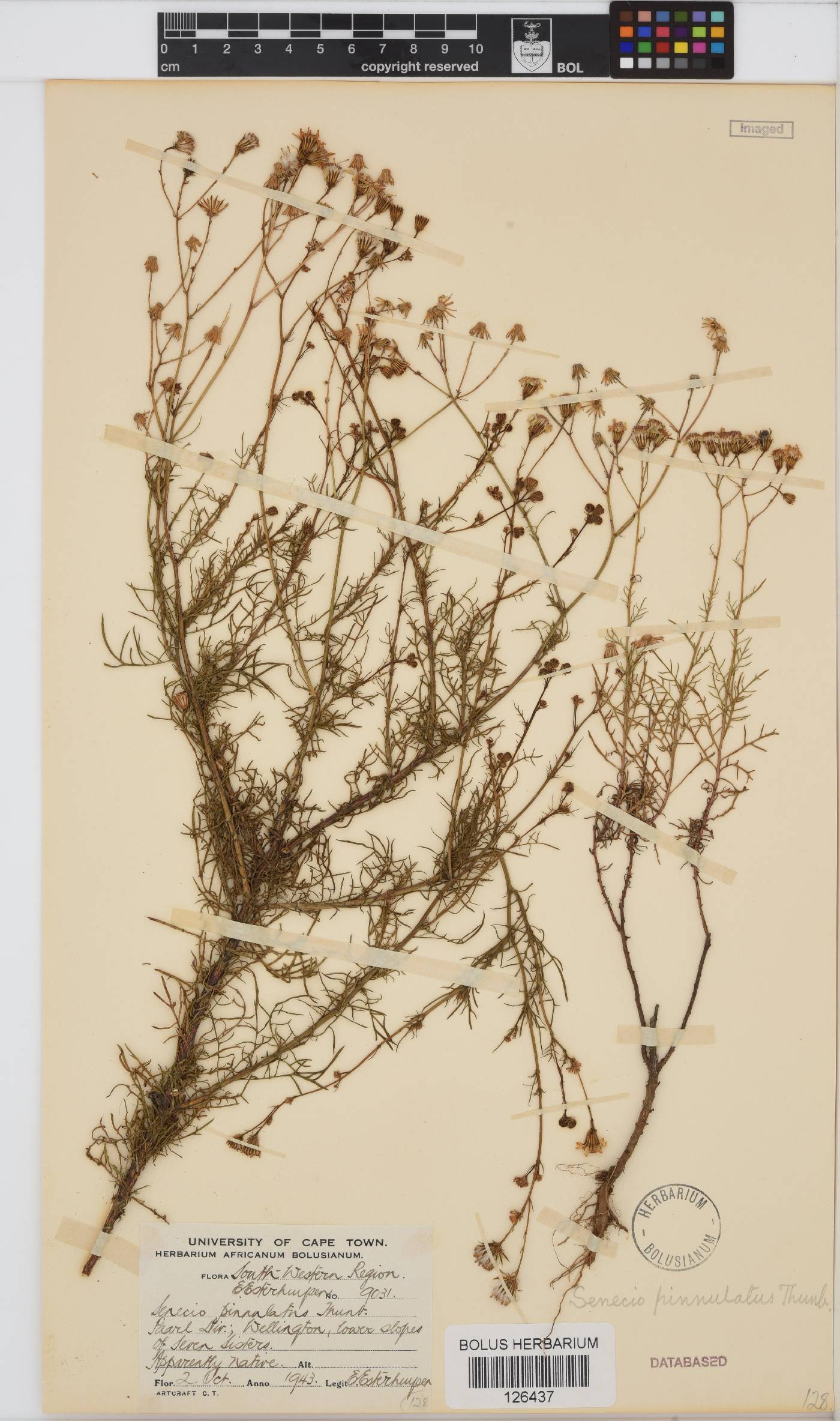 Senecio pinnulatus image