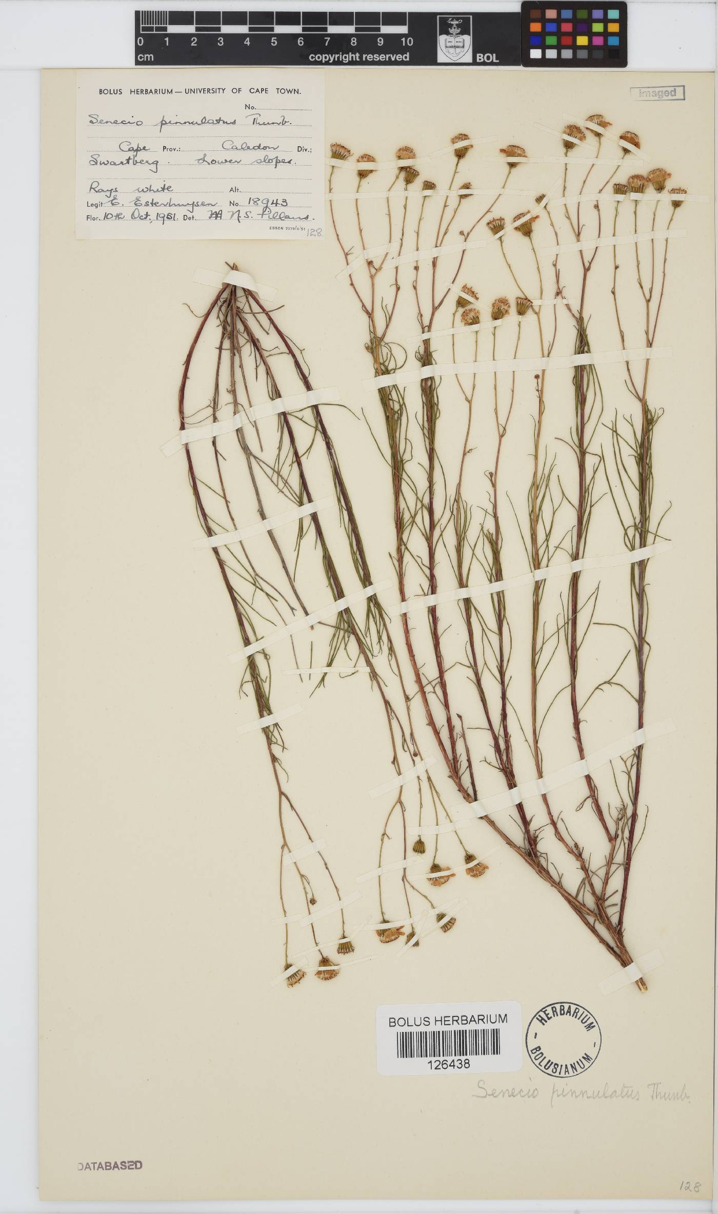 Senecio pinnulatus image