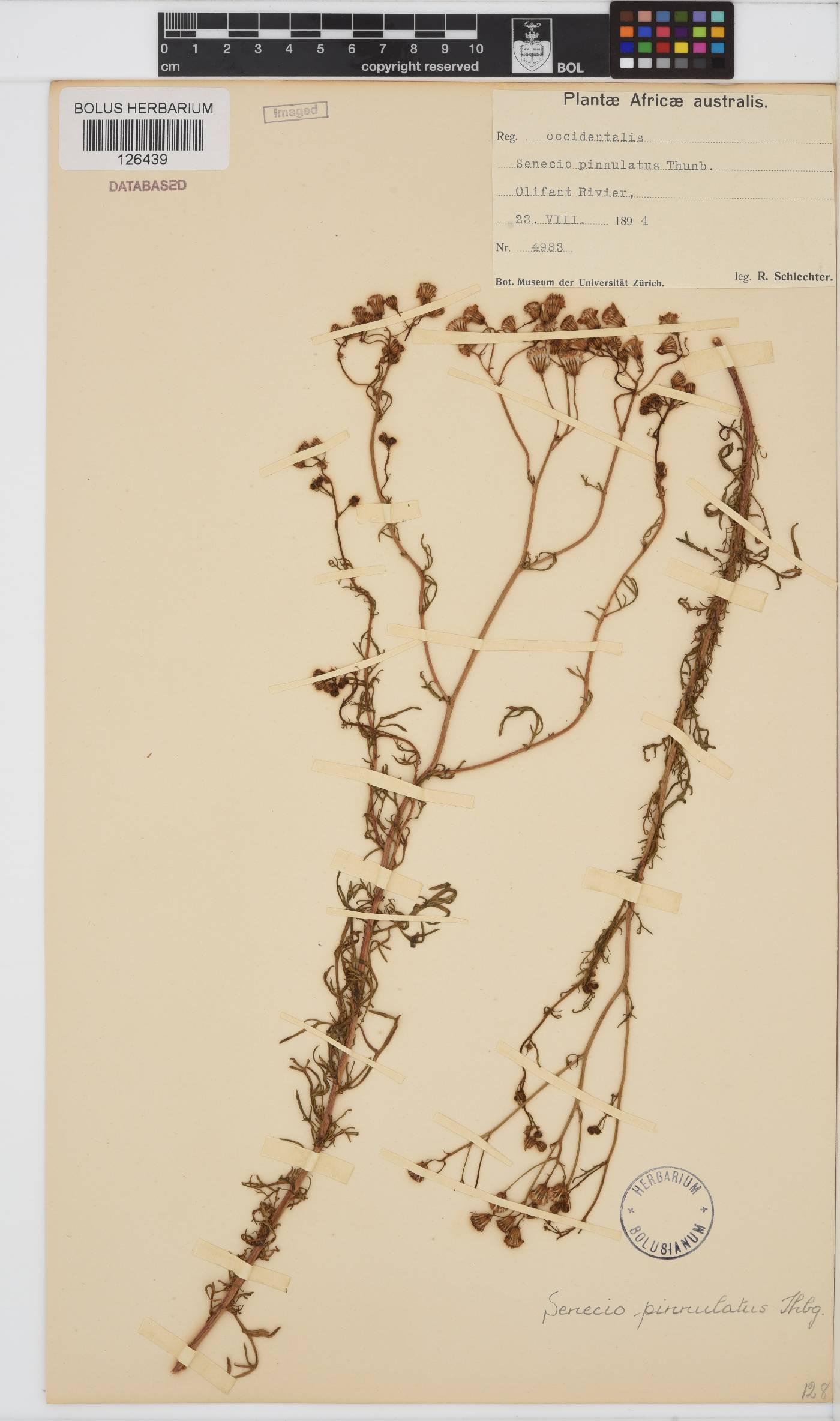 Senecio pinnulatus image