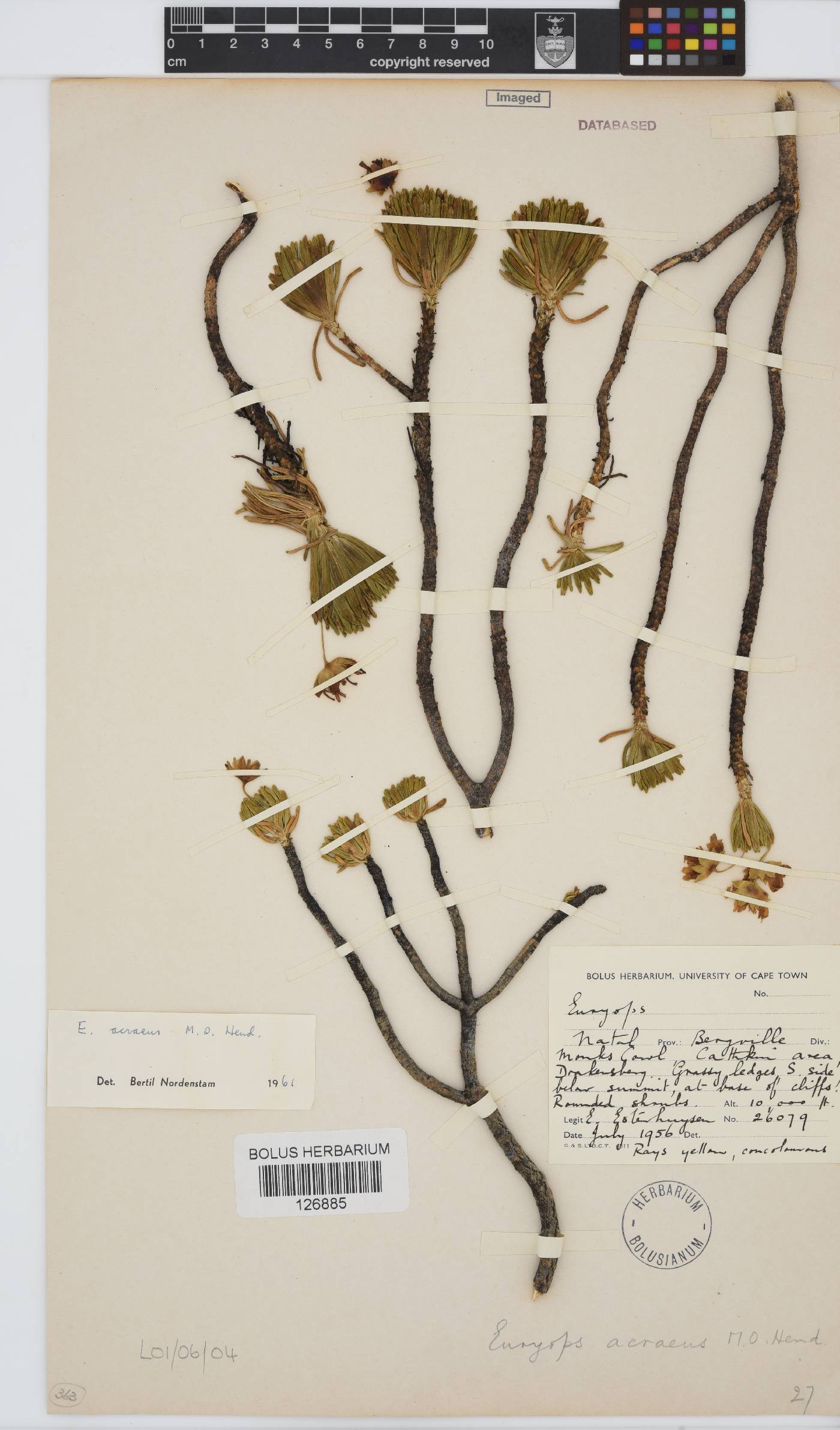 Euryops acraeus image